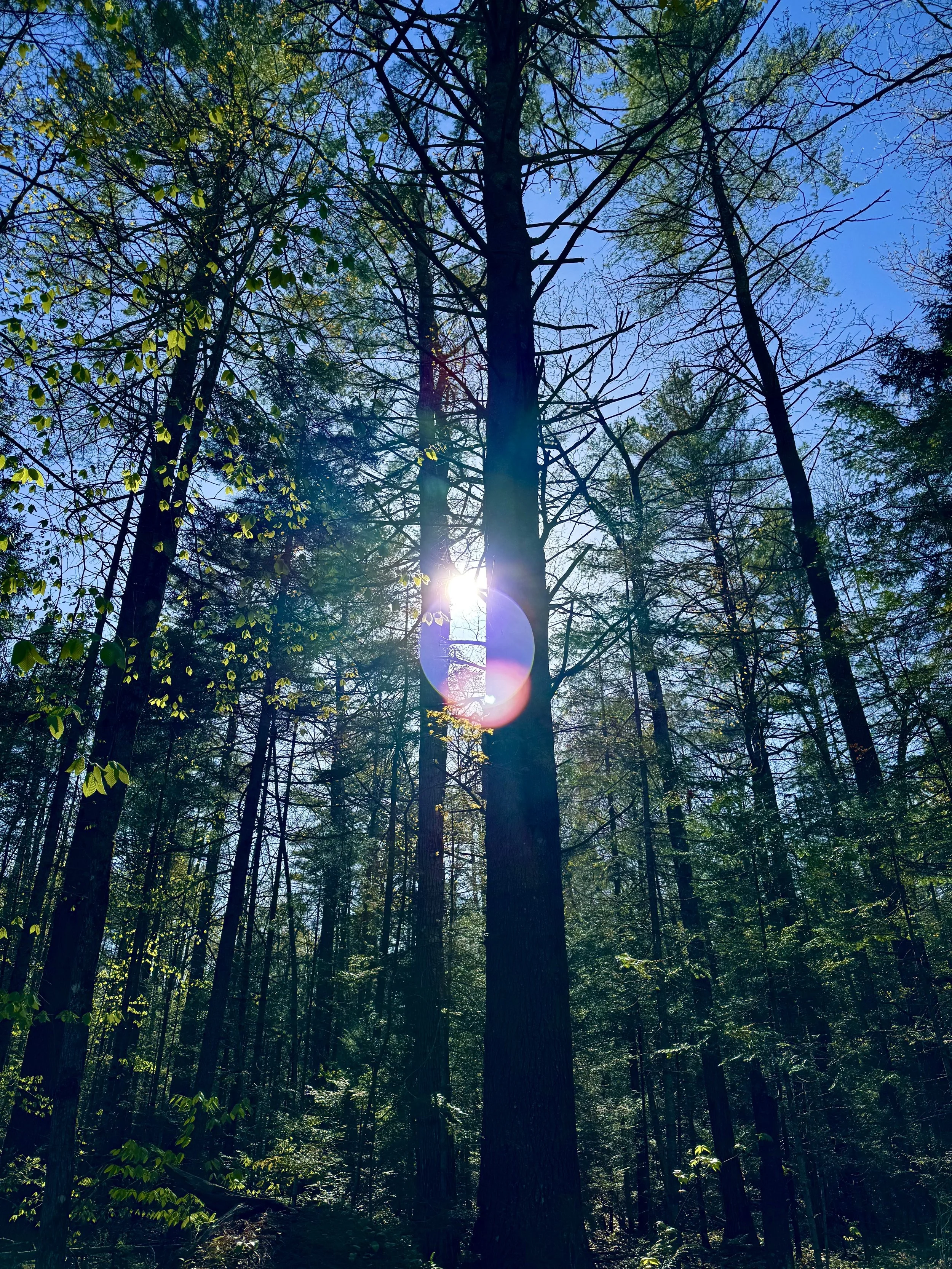 lens-flare-through-maine-trees-pink-and-purple.jpeg