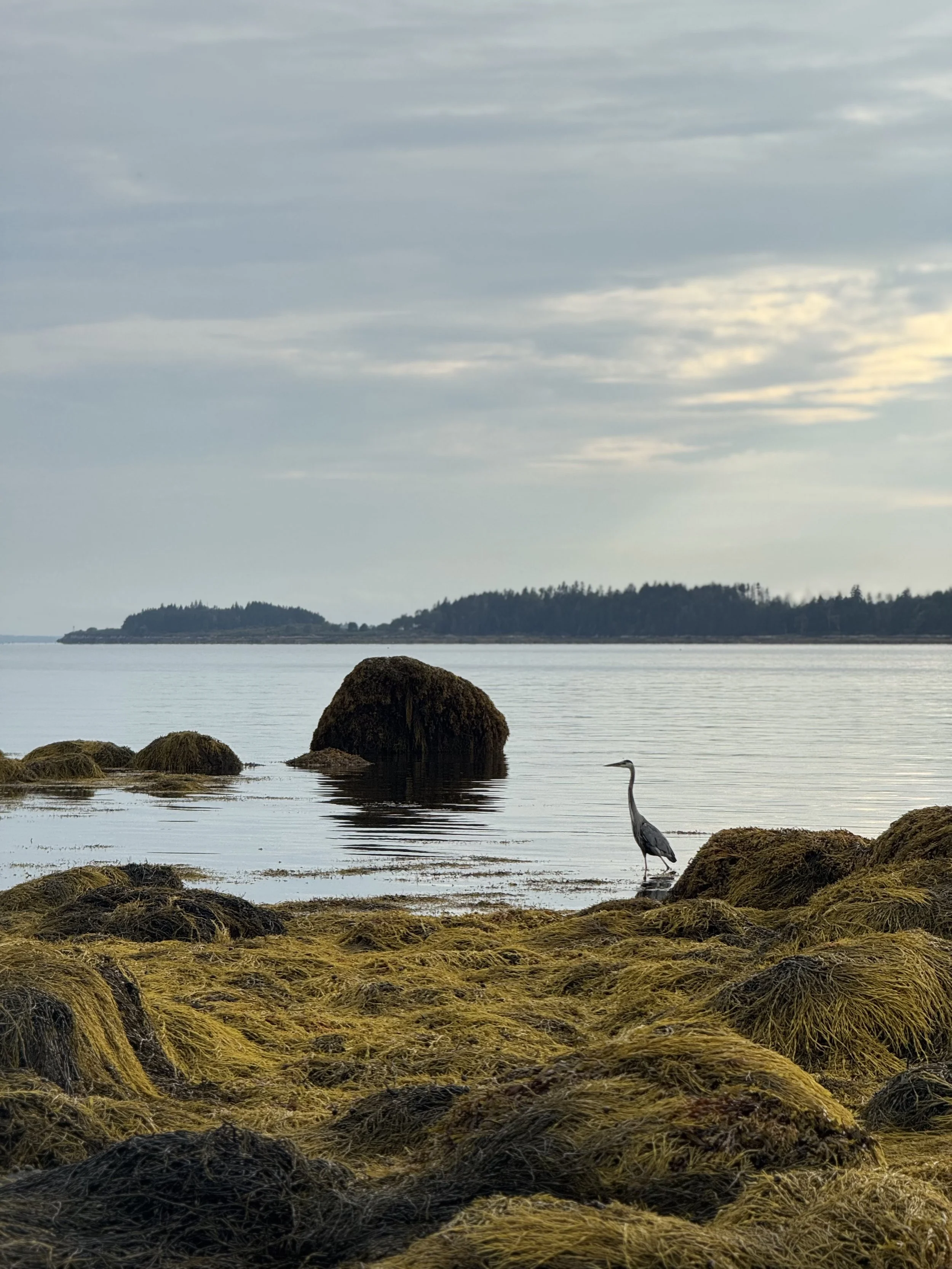the-heron-at-mitchell-field-maine.jpeg