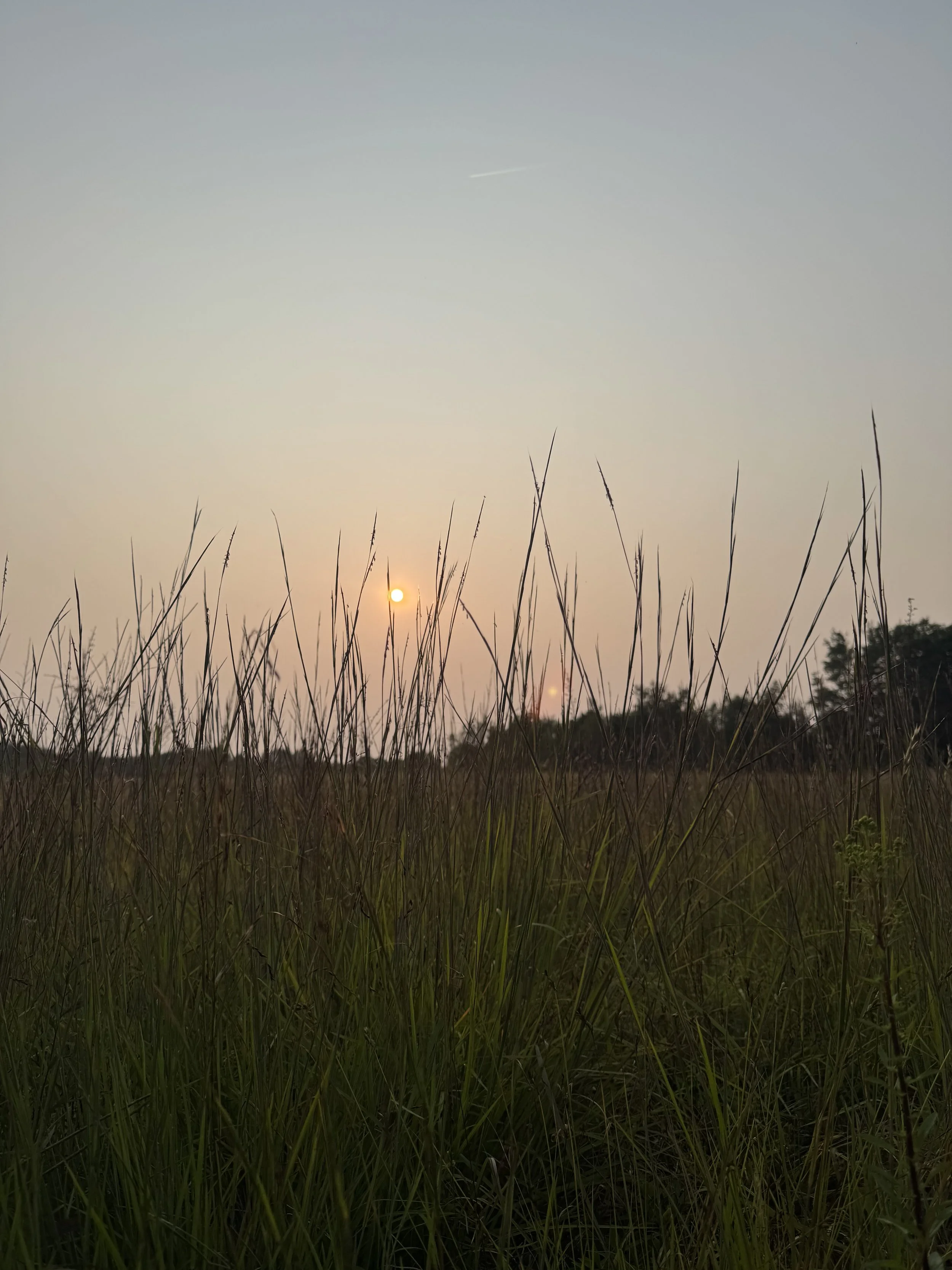 dusk-through-the-tall-grass.jpeg
