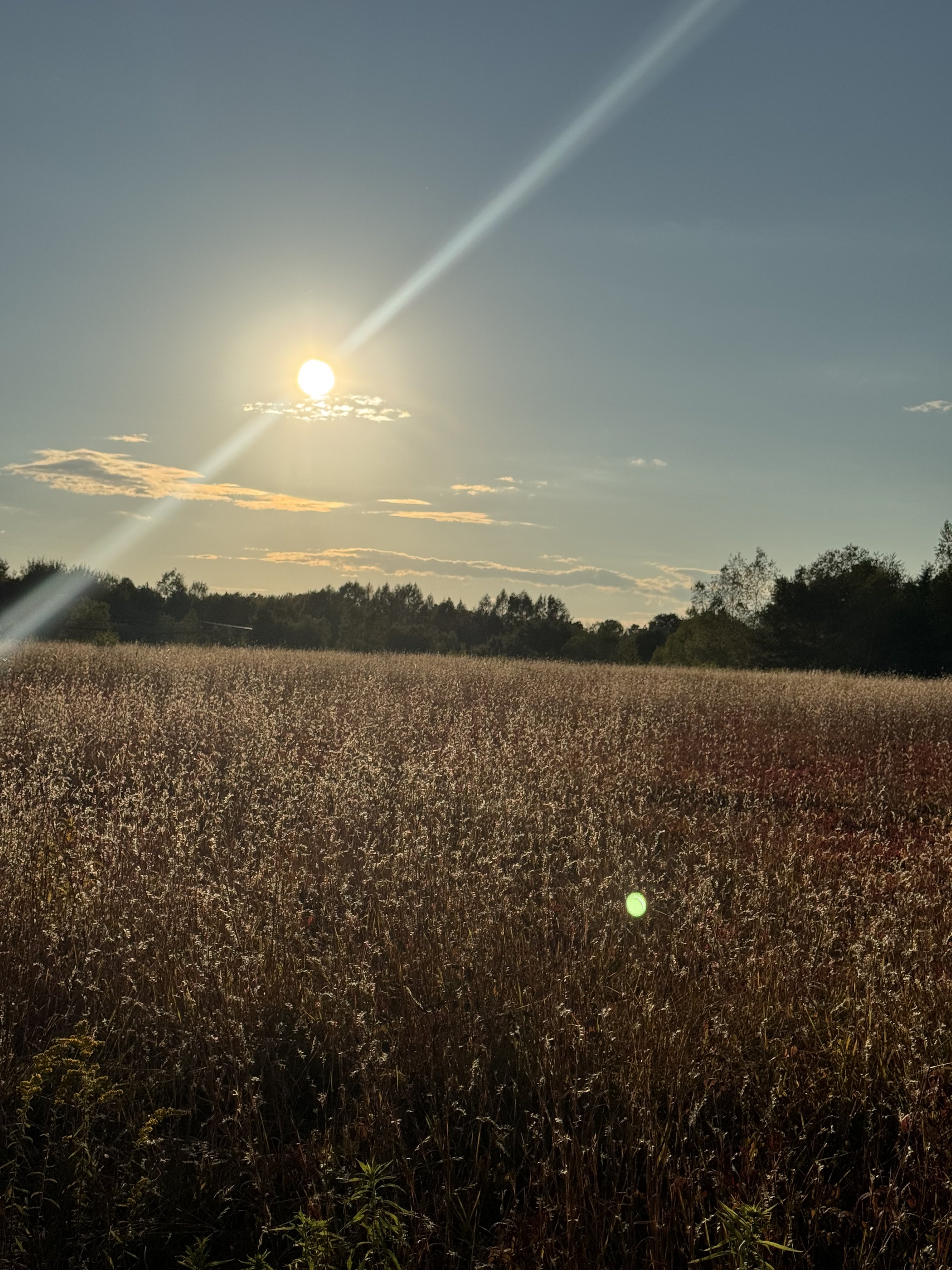 blueberry-loop-trail-at-dusk.jpeg