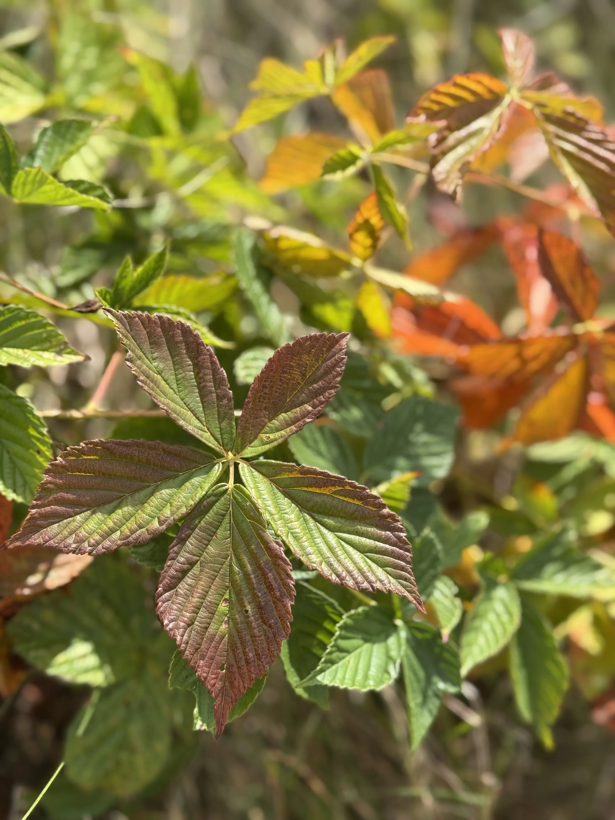 autumnal-colored-plants.jpeg