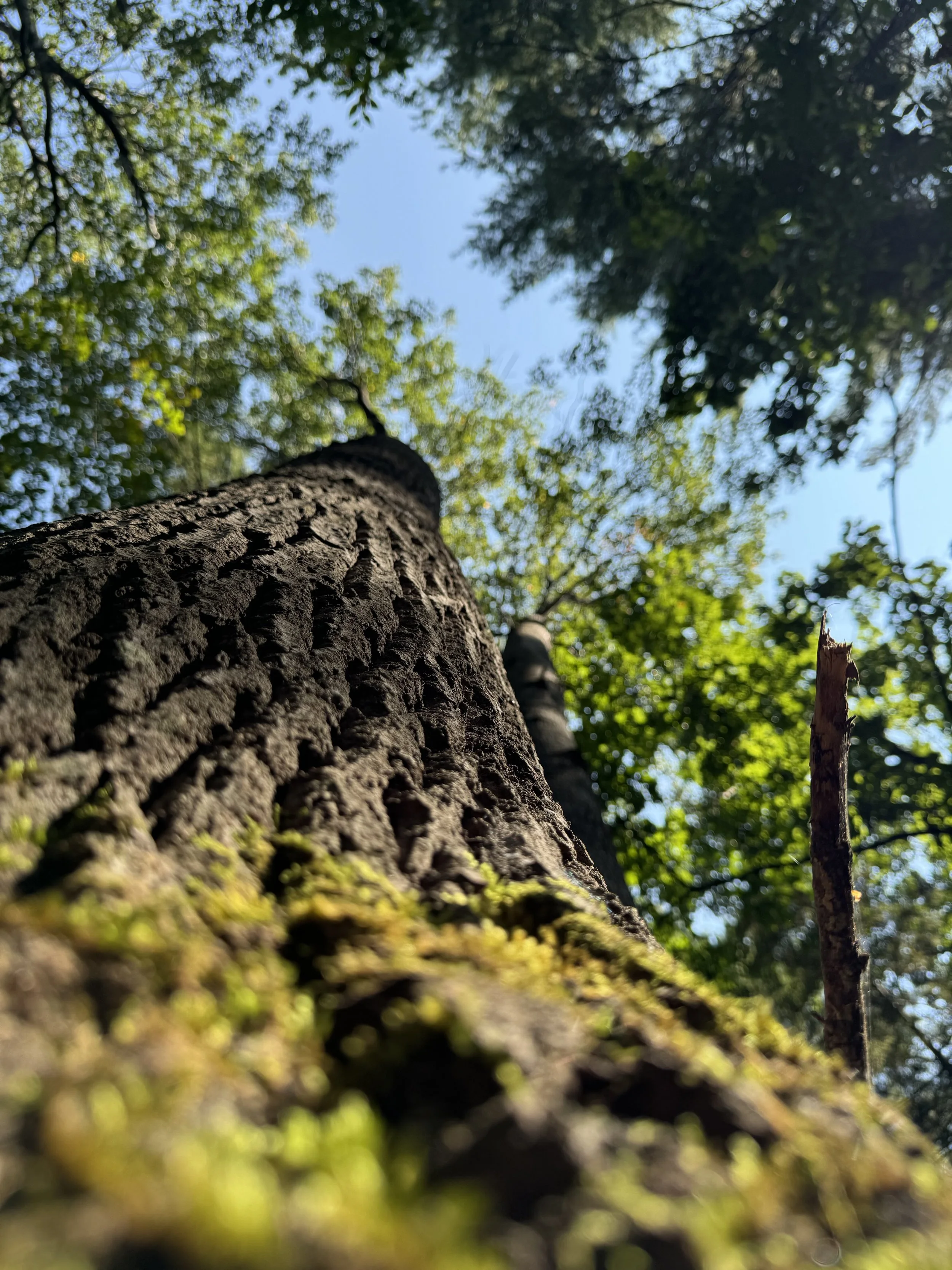 looking-up-a-tree.jpeg