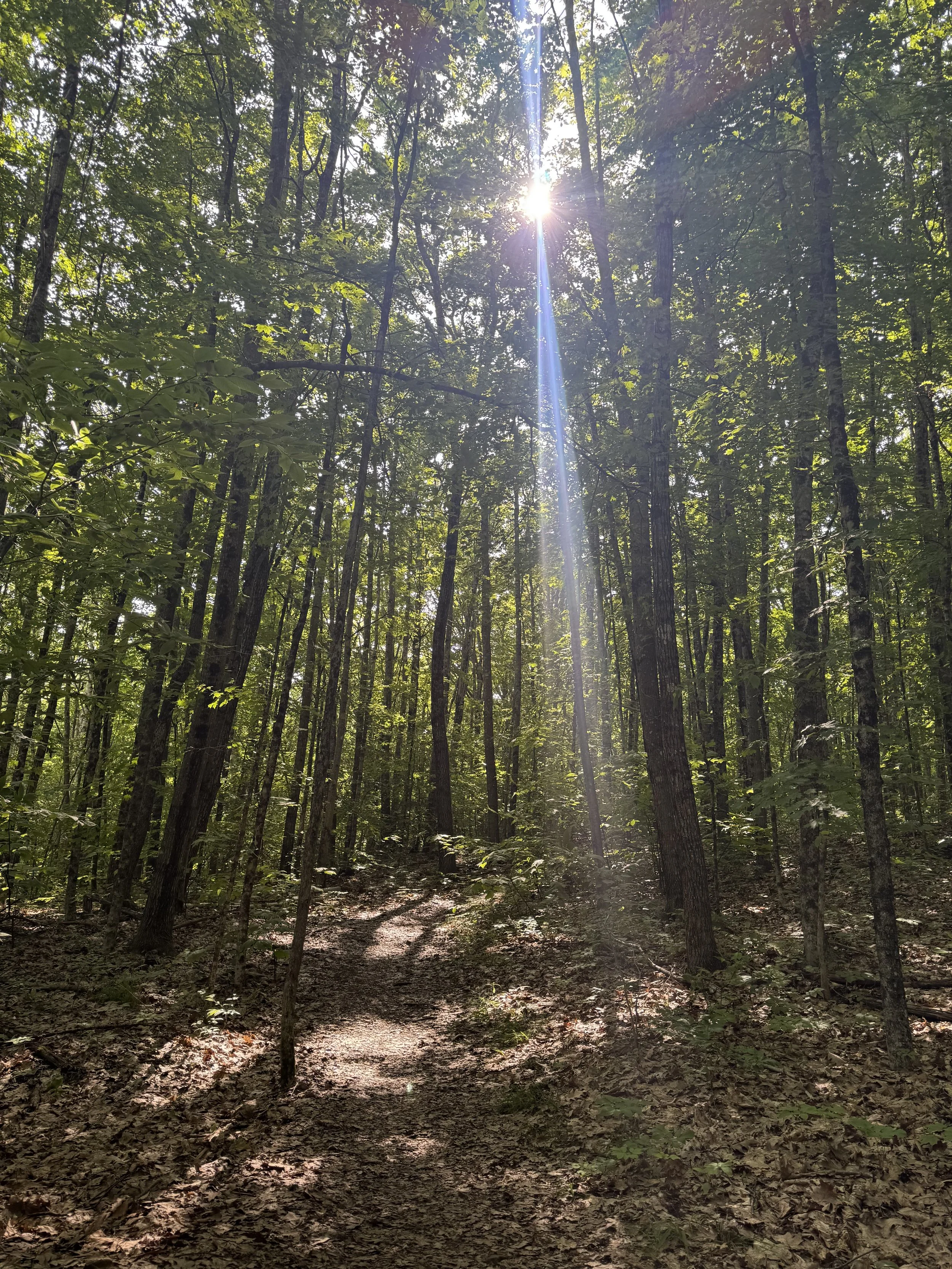 lens-flare-in-the-maine-woods.jpeg