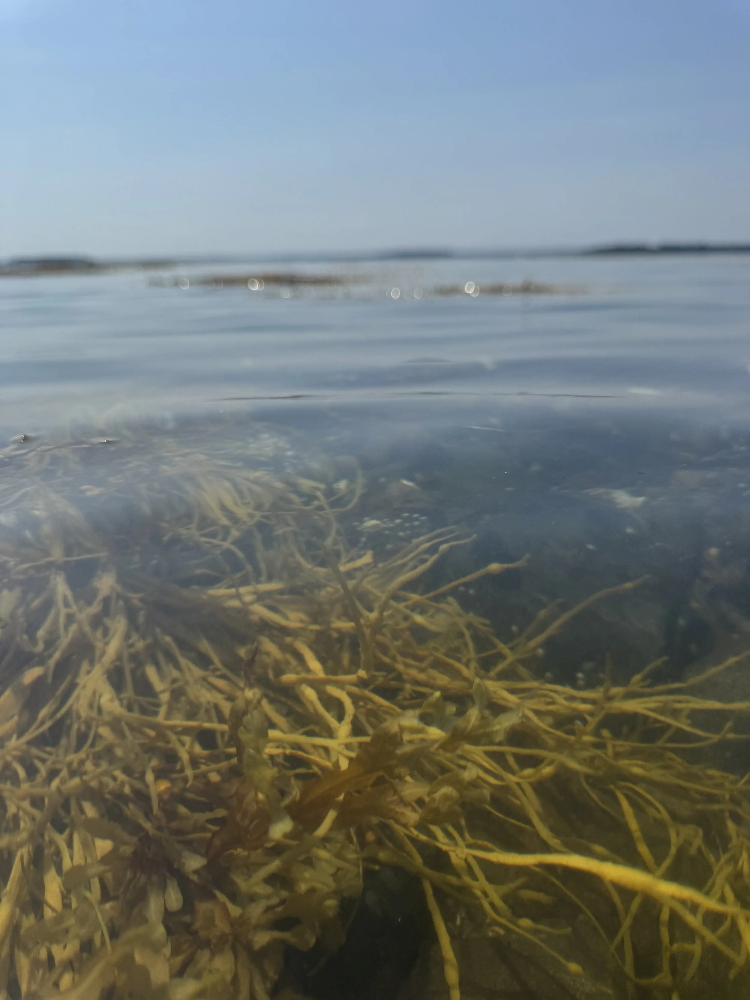 seaweed-in-the-ocean-maine.jpeg