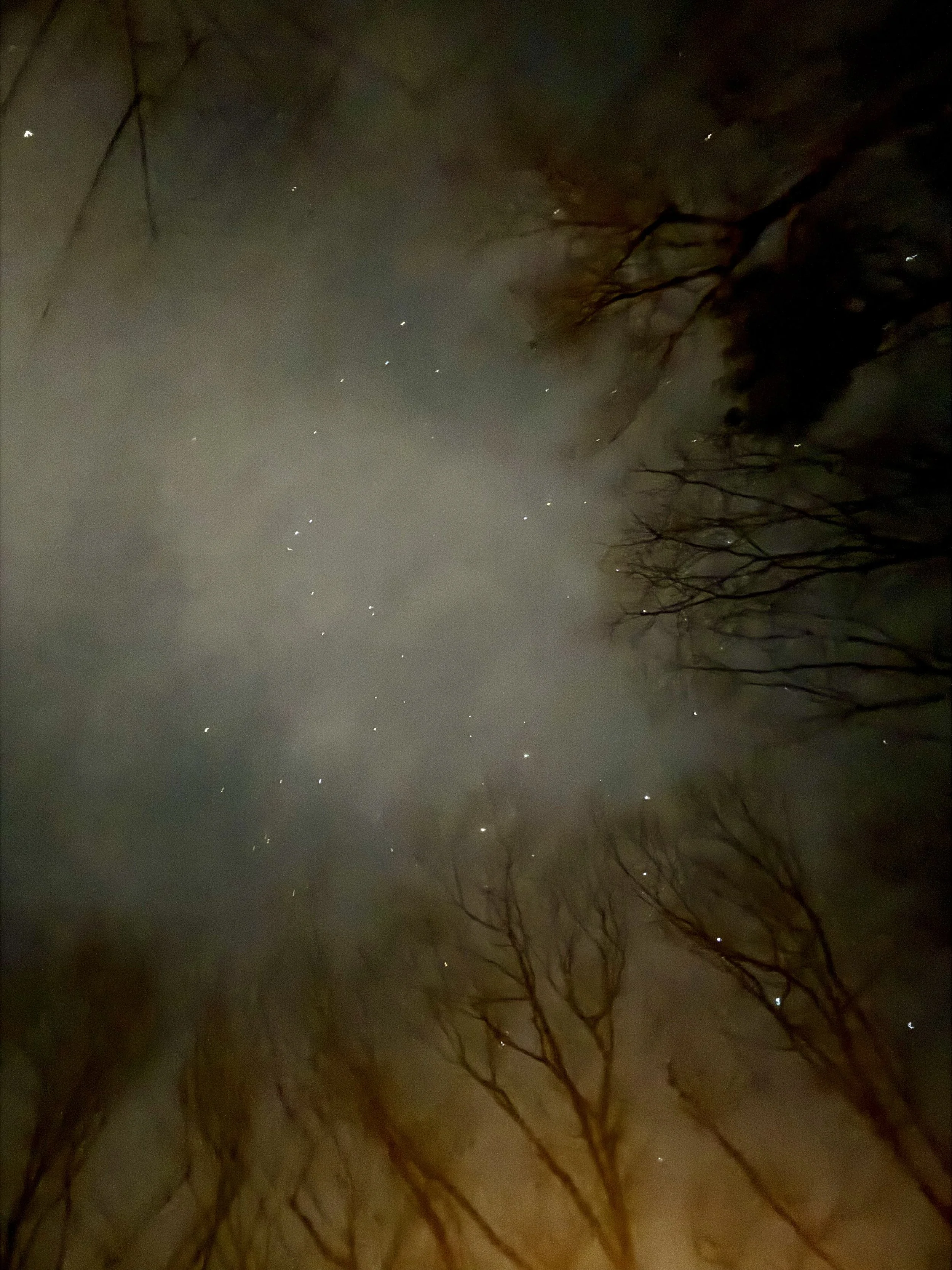 stars-in-the-night-sky-with-trees.jpeg