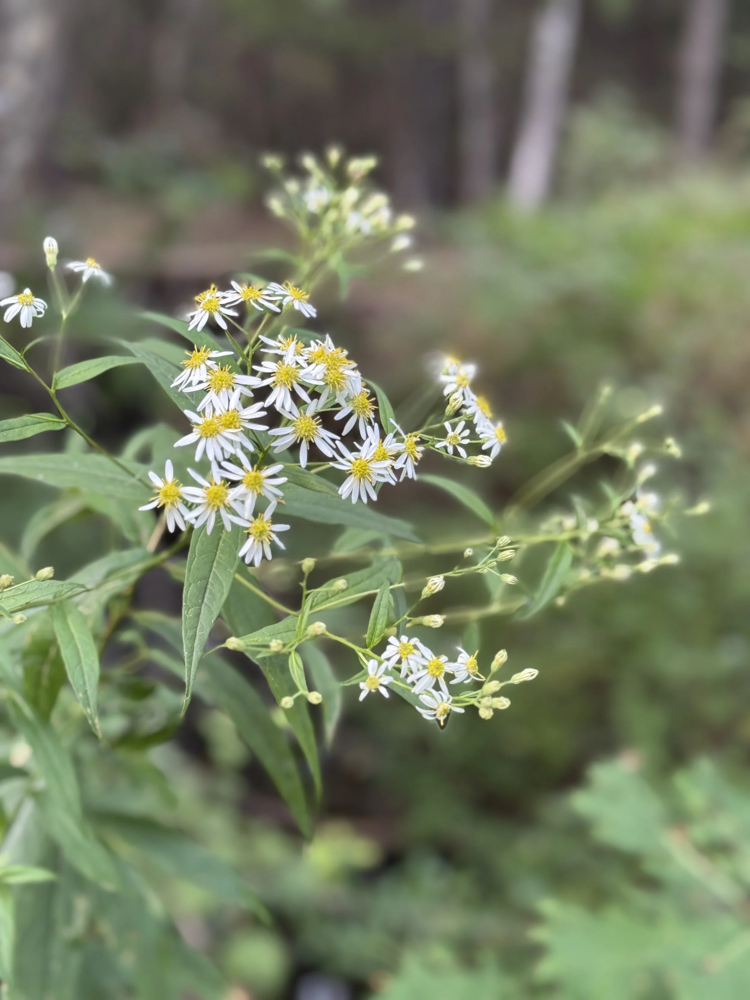 wildflower-close-up.jpeg