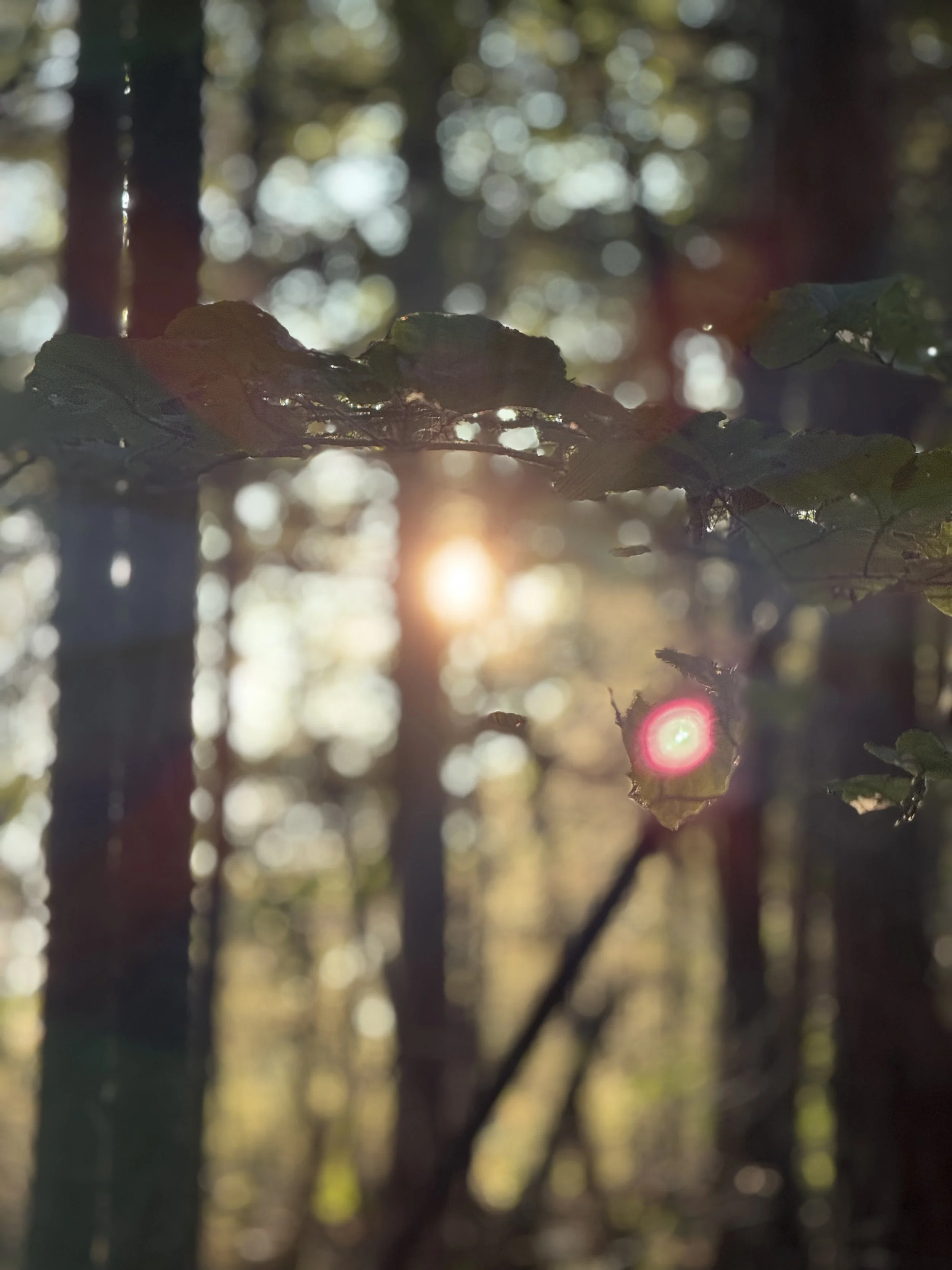 light