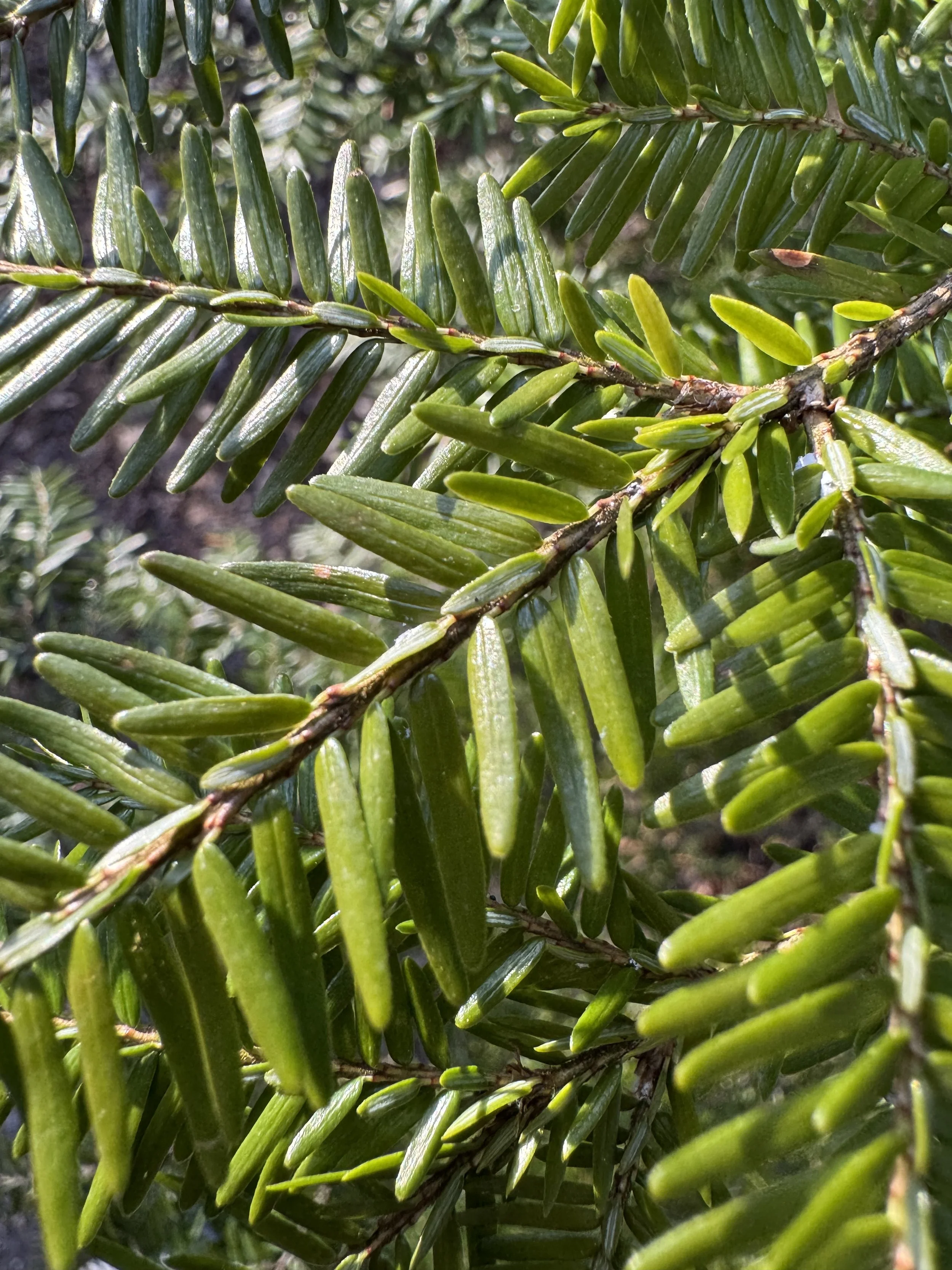 evergreen-tree-needles-up-close-maine.jpeg