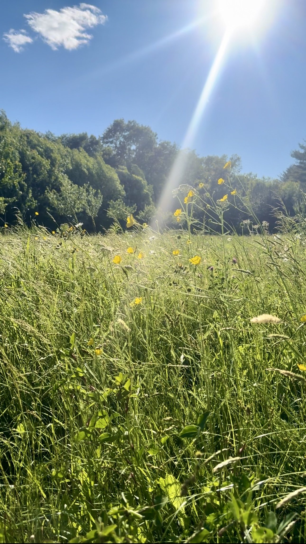 sunlight-on-mitchell-field-wildflowers.jpeg