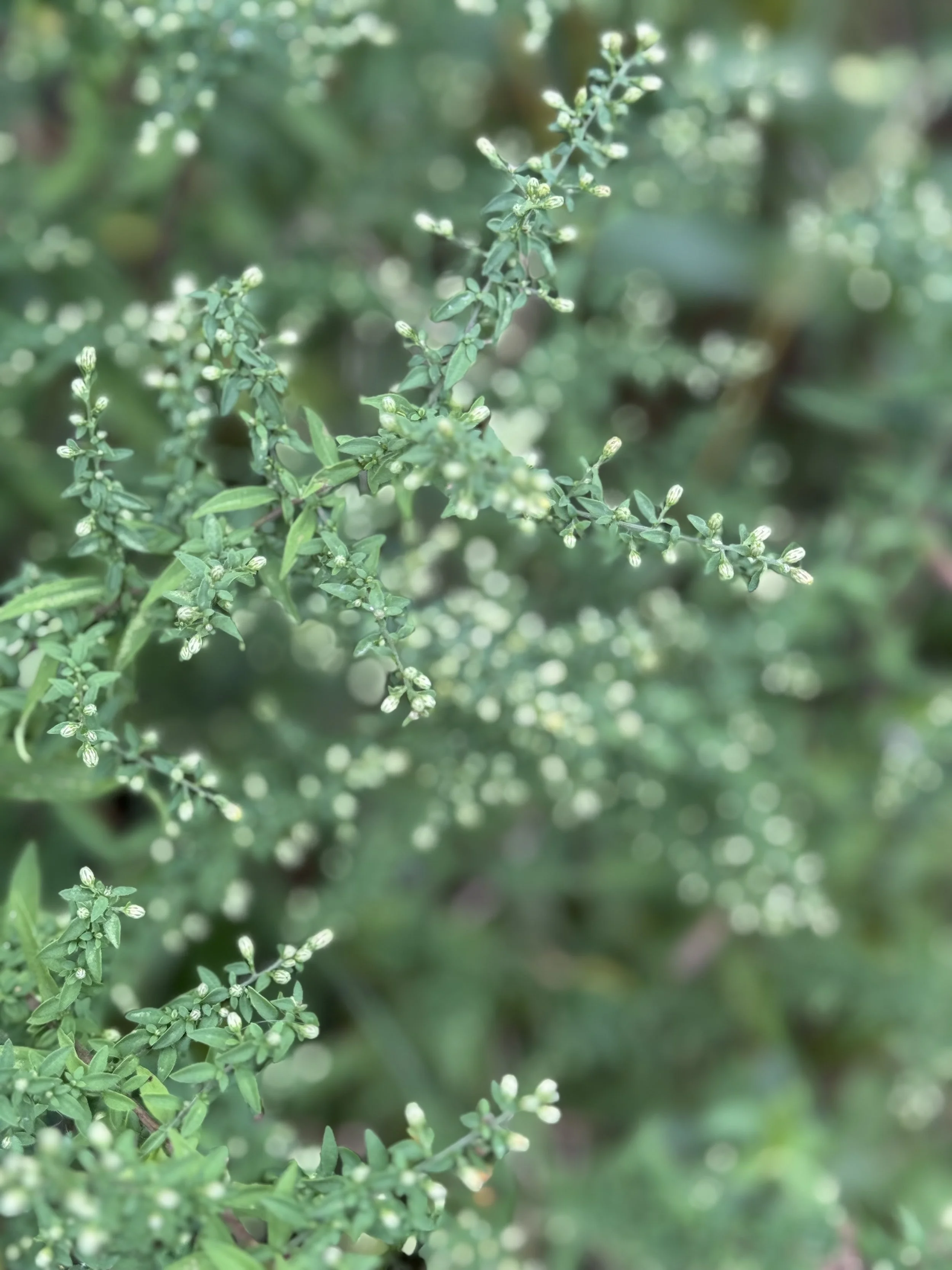 wild-plant-up-close-green.jpeg