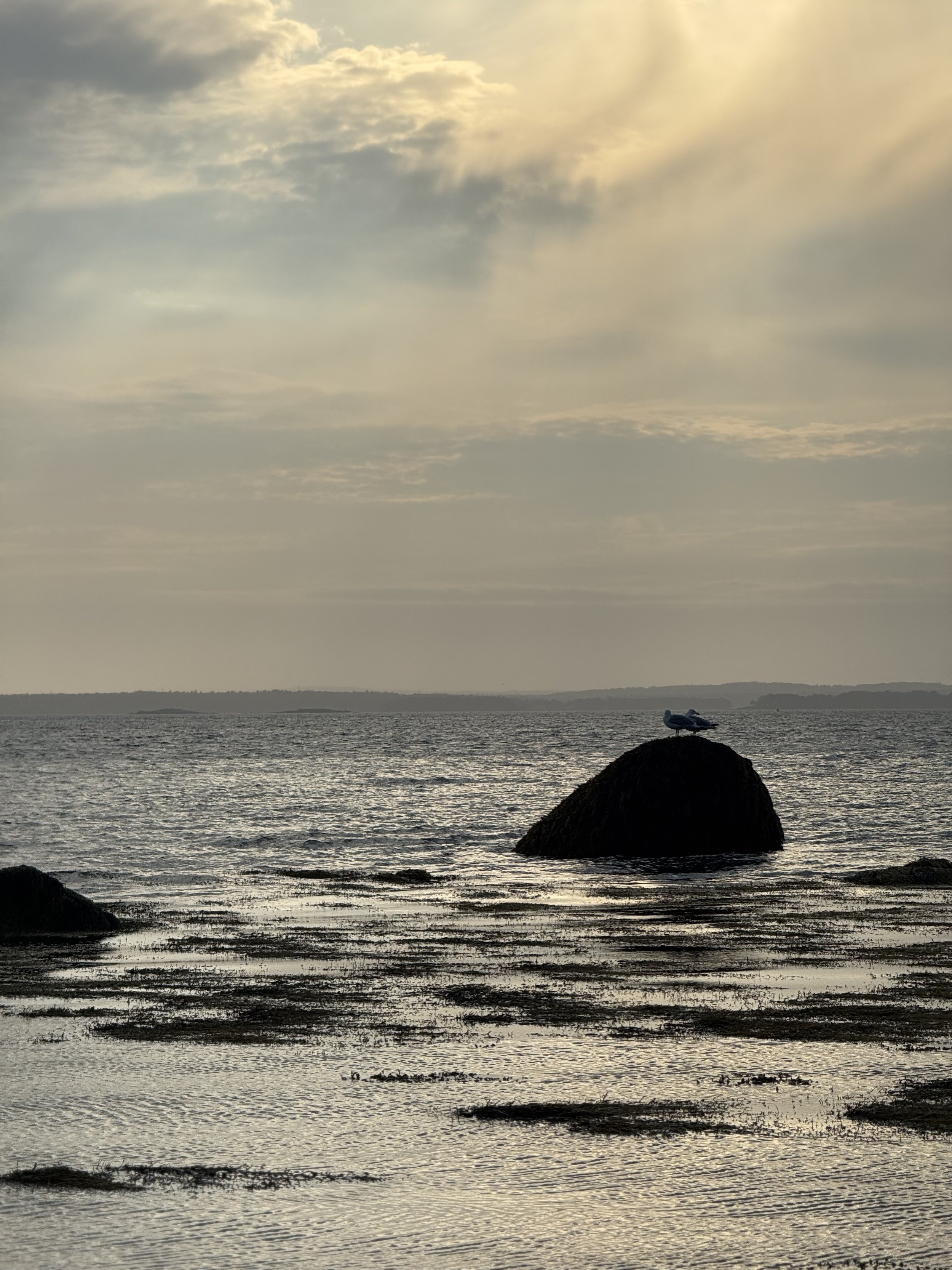 two-birds-on-a-rock-at-mitchell-field-maine.jpeg