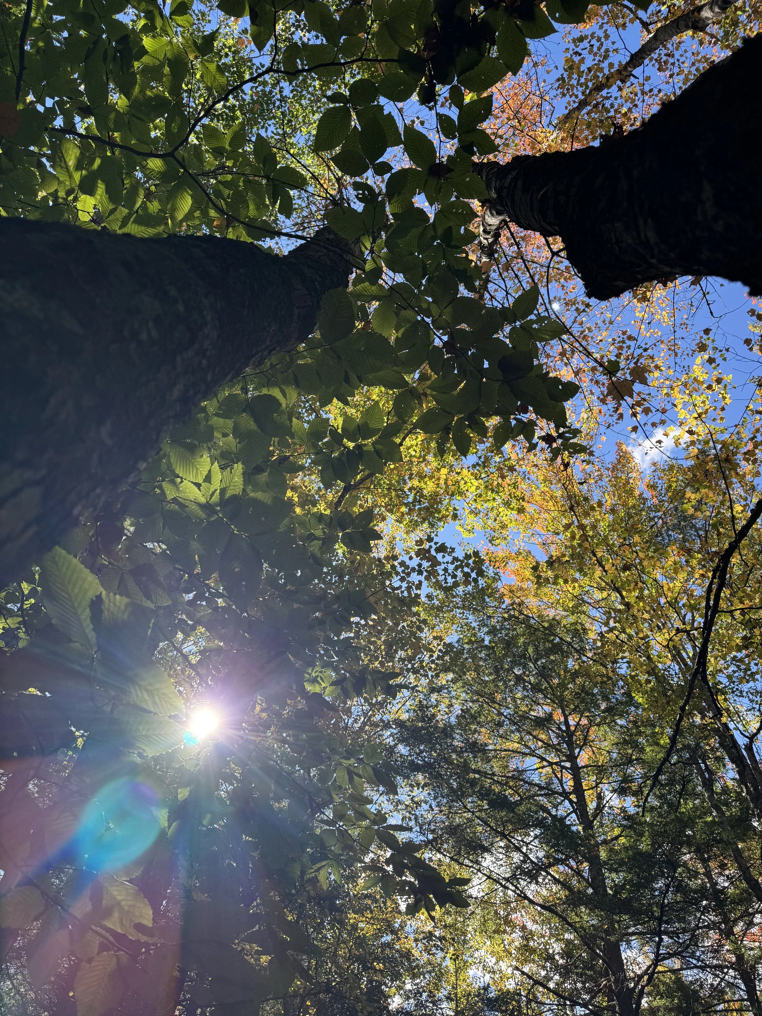 lens-flare-looking-up-in-the-trees.jpeg