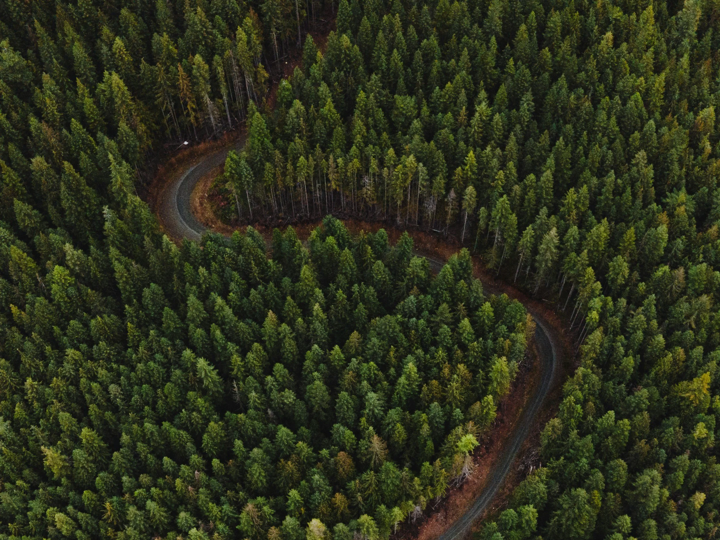 An aerial view of a dense forest with a winding dirt road cutting through the trees.