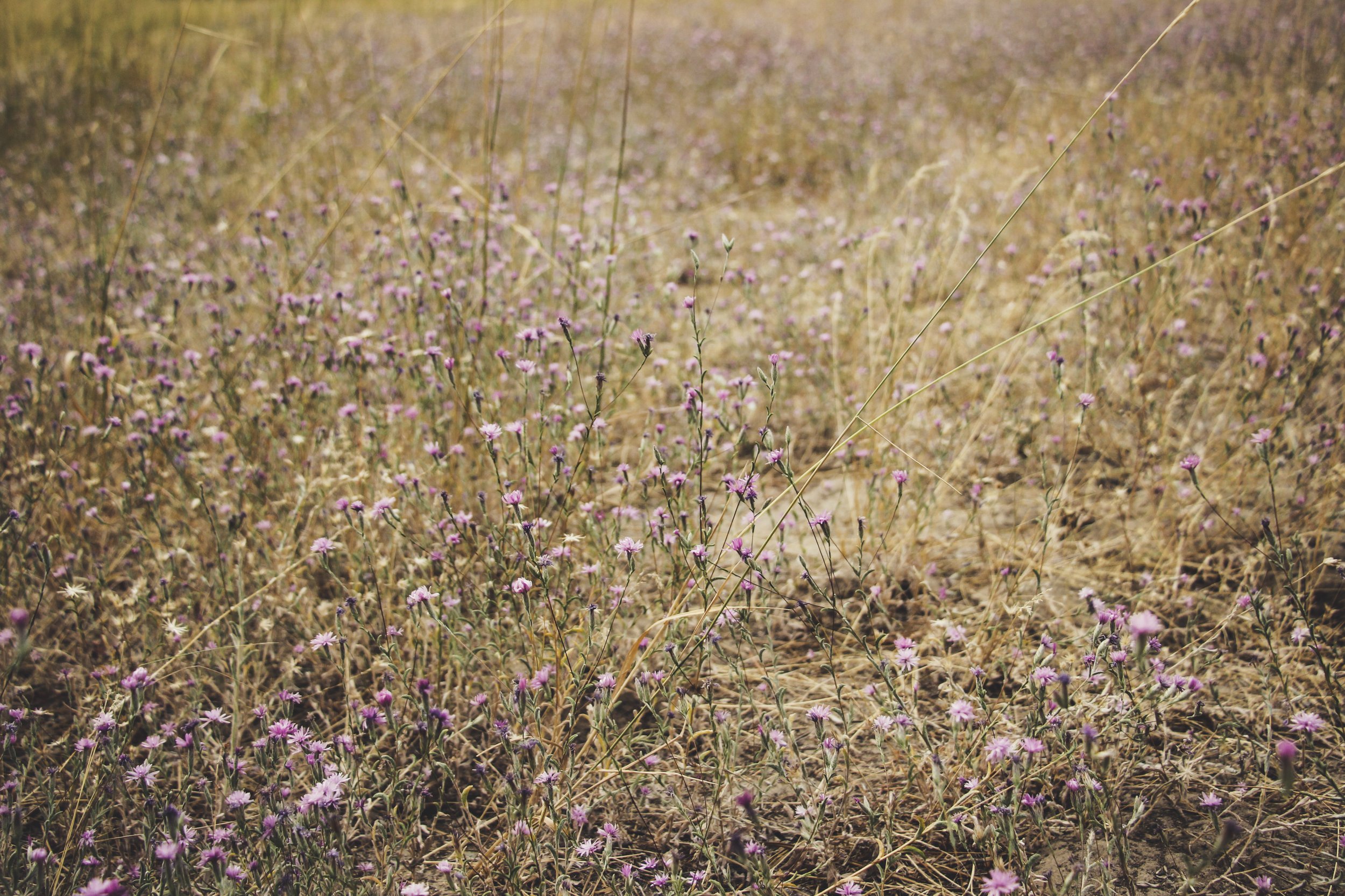 yose5flowers.jpg