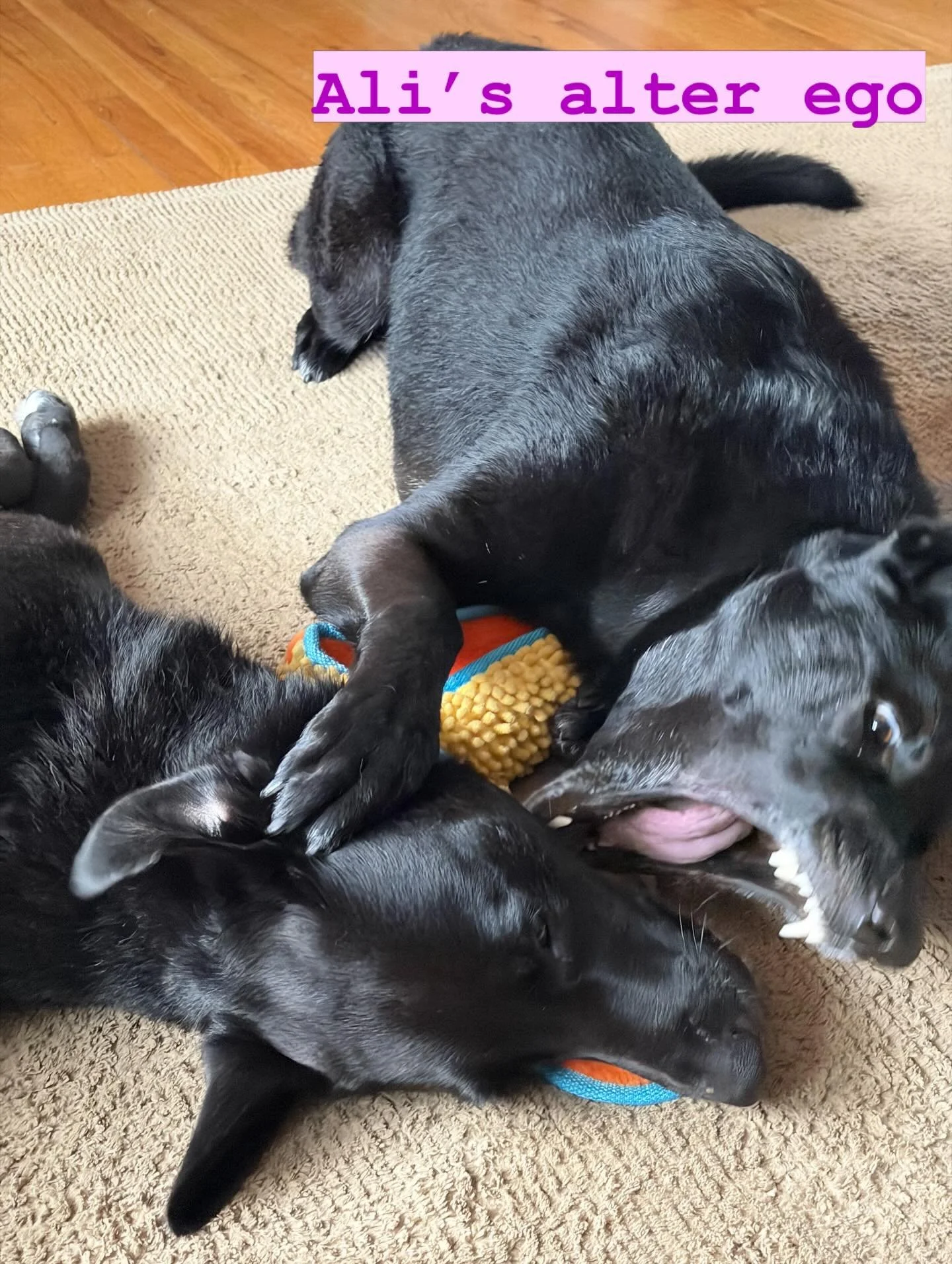 Patients always compliment ali&rsquo;s calm demeanor at work and ask if she&rsquo;s that calm at home. I love to share that just like most dogs, Ali is playful and a little crazy at home. But she&rsquo;s so great about understanding when her working 