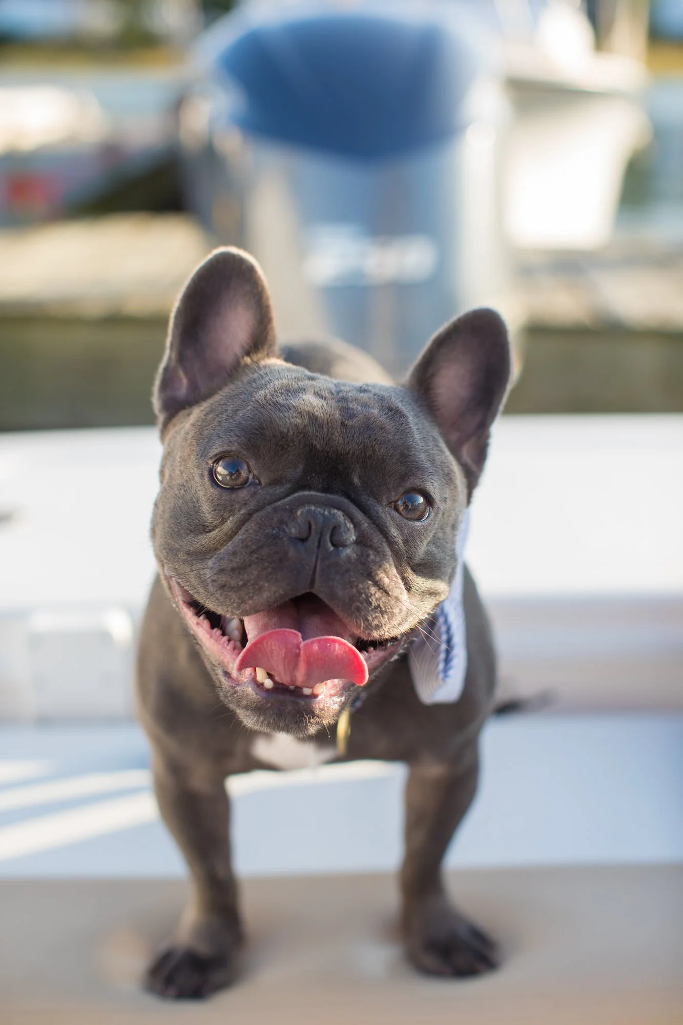 Close-up of a happy French Bulldog puppy with its tongue out, standing on a boat with a blurred background of water and boats.
