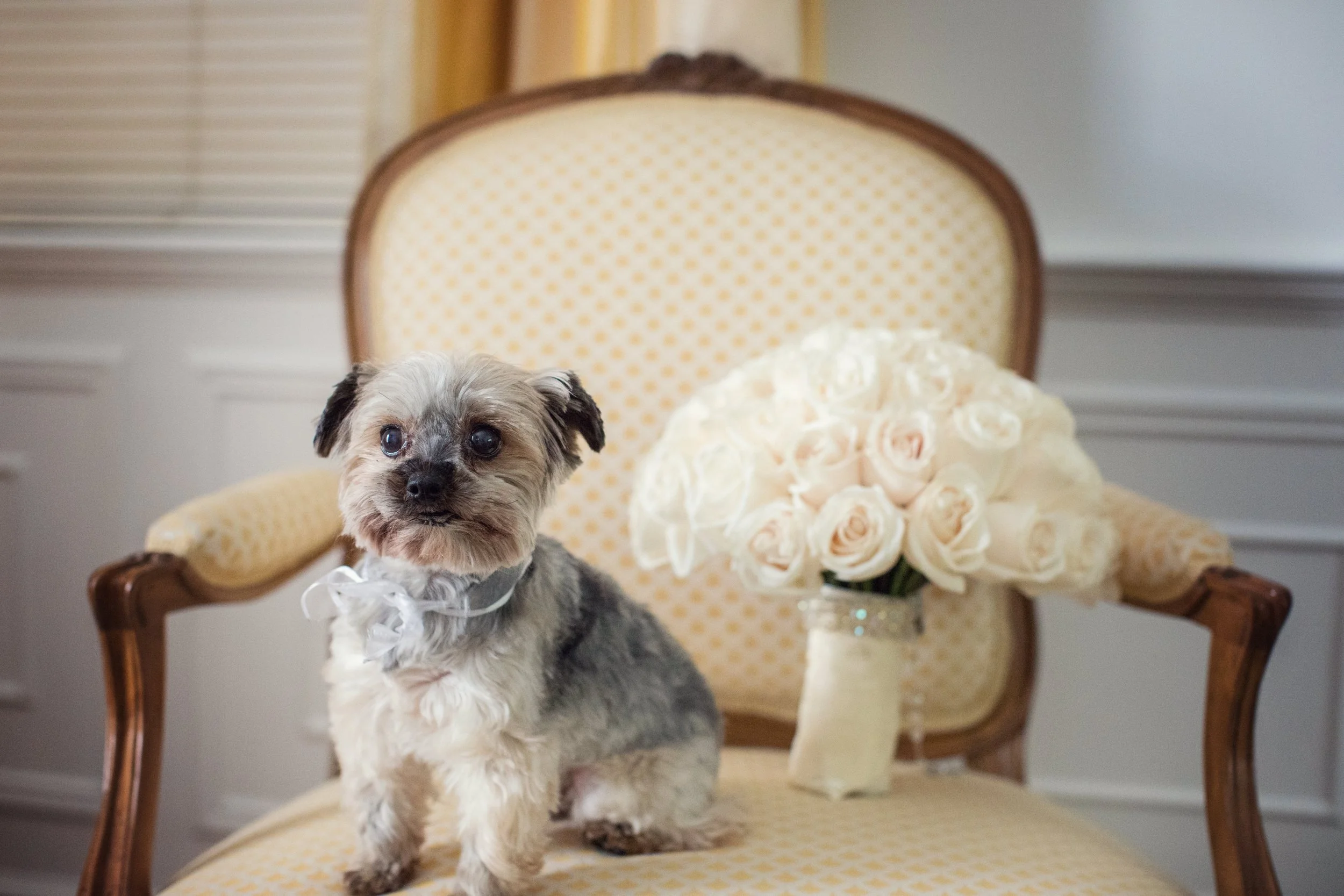 Small dog with gray, black, and white fur sitting on a yellow-patterned antique armchair. The dog wears a white ribbon collar. A bouquet of pale pink roses in a glass jar is on the chair beside it.
