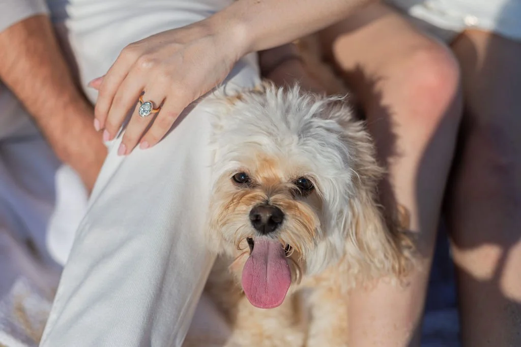 A small, fluffy dog with its tongue out, sitting on a person's lap. The person has a hand with a ring resting on their knee.