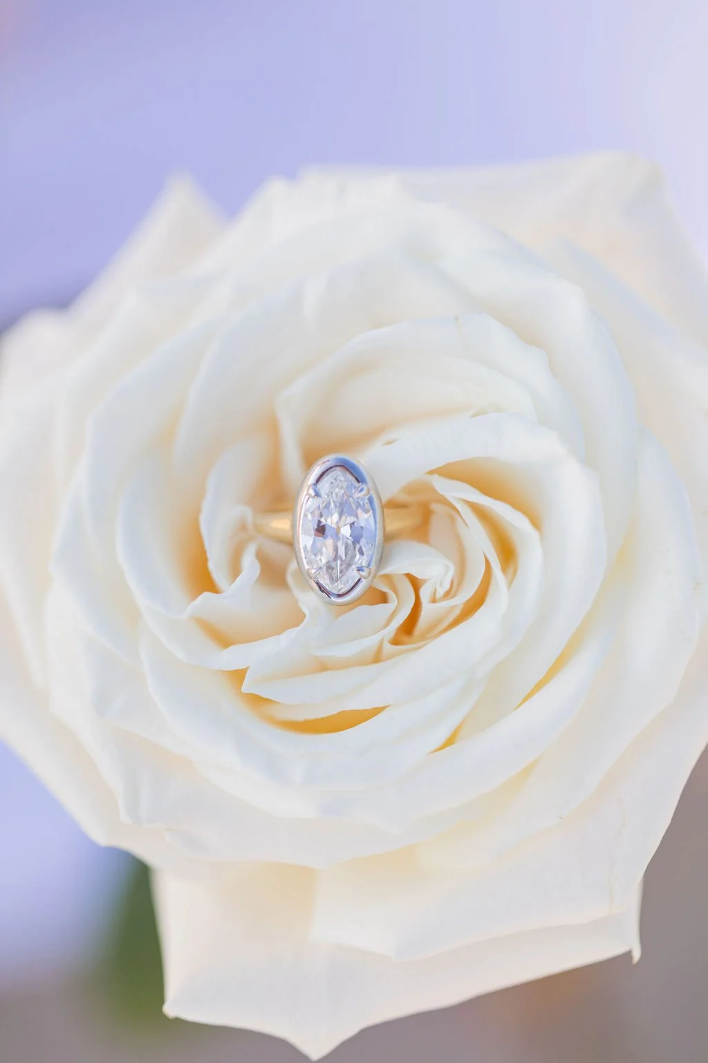 A white rose with an engagement ring featuring a large oval diamond placed in the center of the flower.