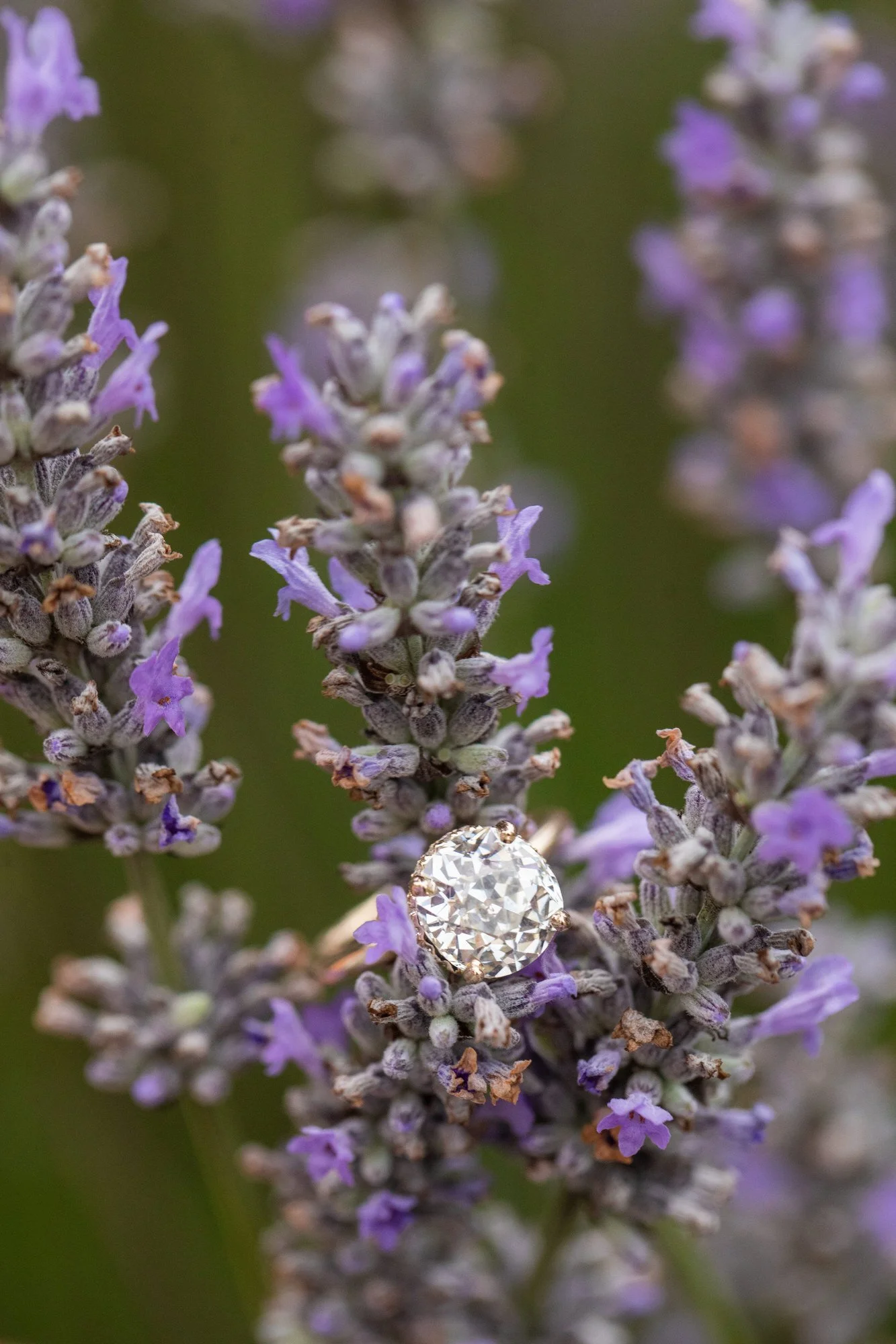 Close-up of a lavender flower with a diamond ring placed on one of the flowers.