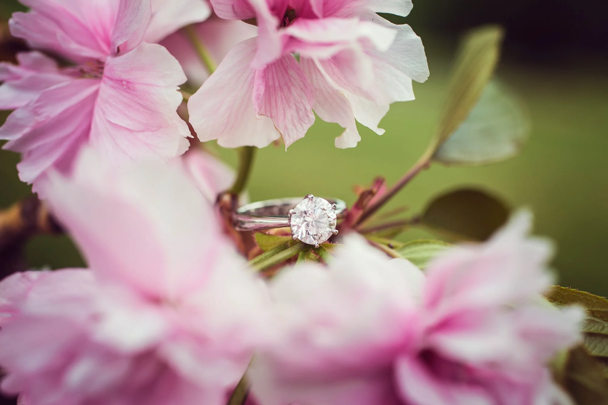 An engagement ring with a large diamond is resting on a pink flower with green leaves in the background.