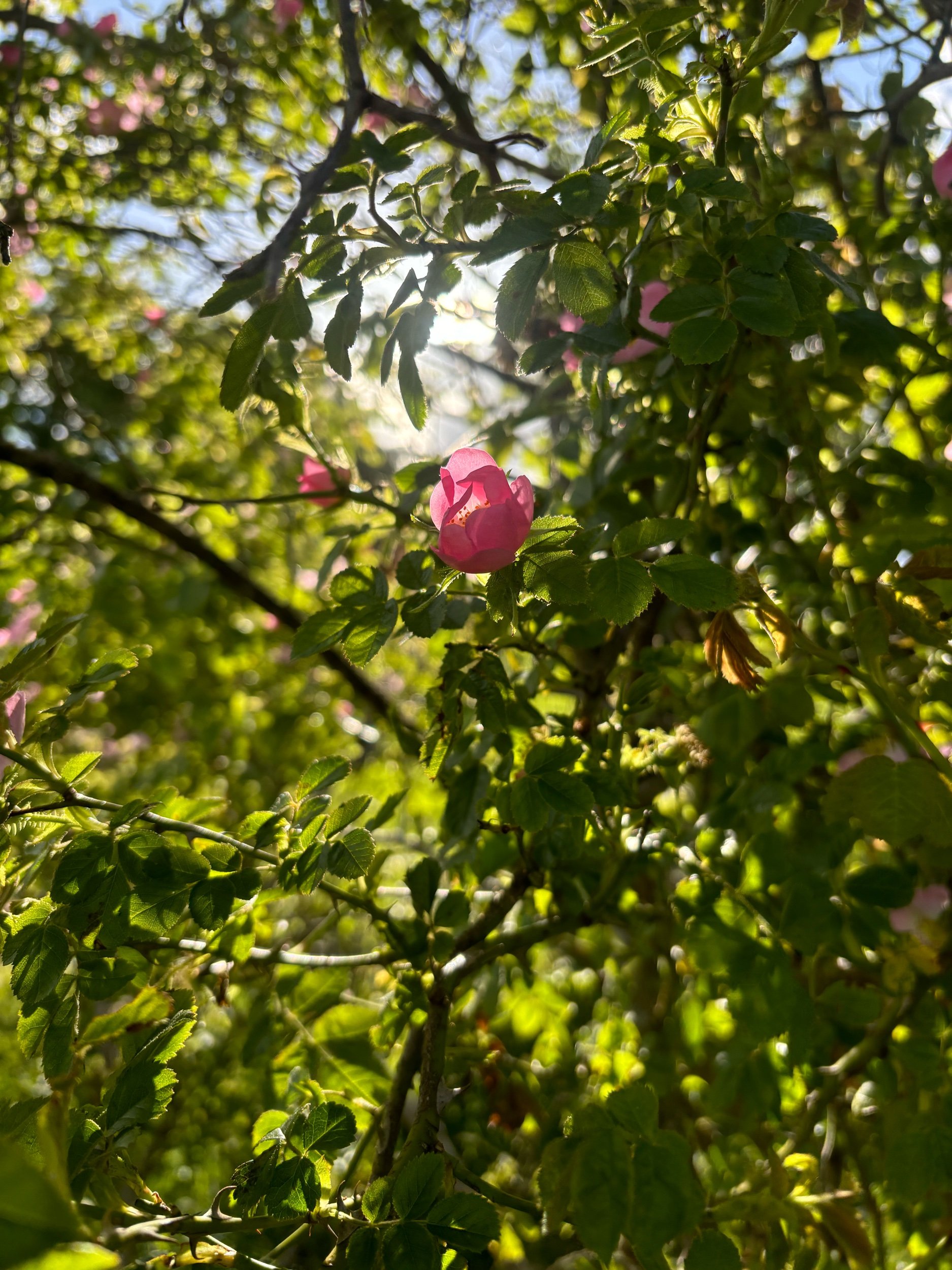 5A460D05-2AE6-4066-8CC6-77A5A6C57979.jpeg