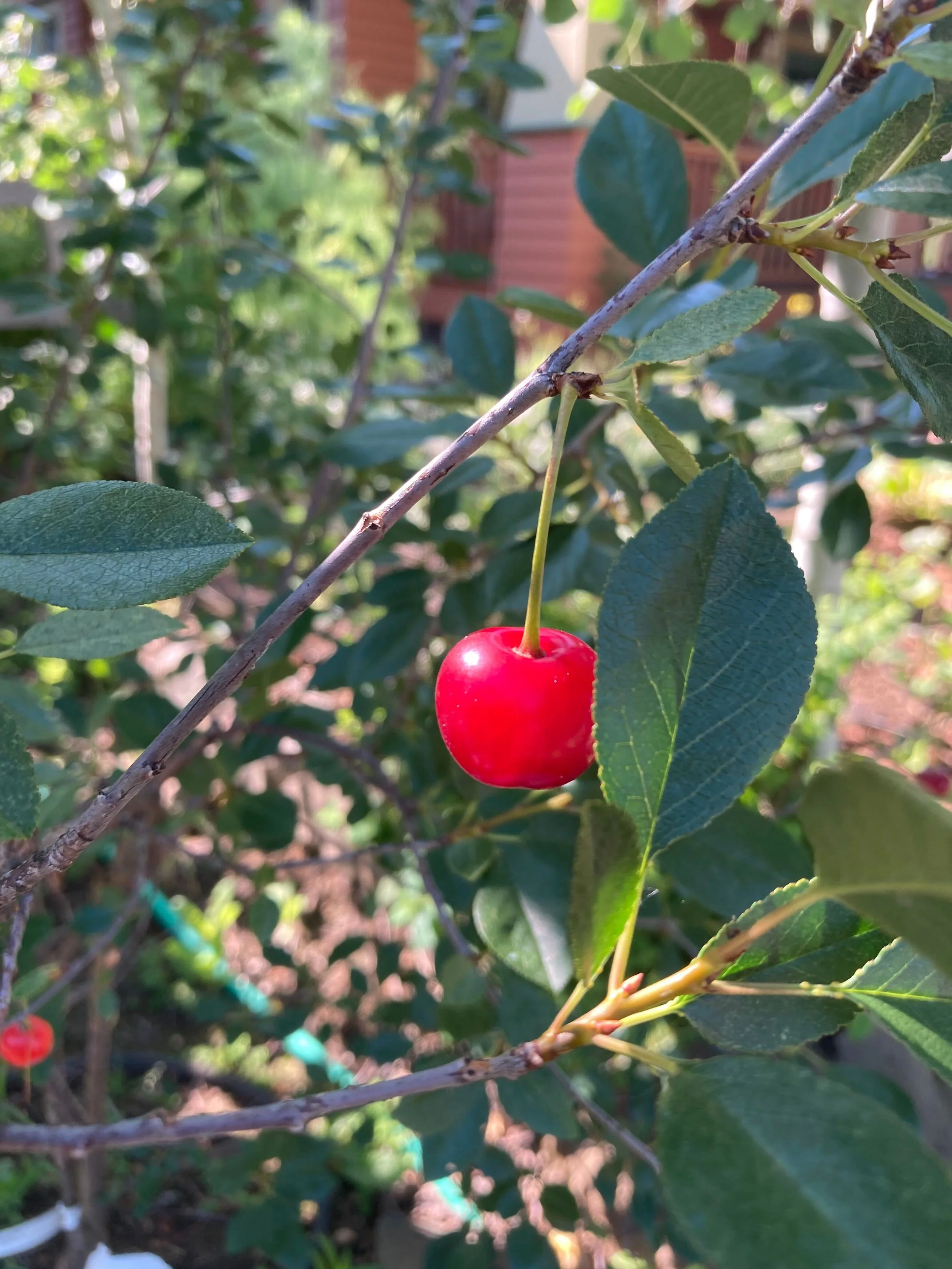 cherry.jpeg