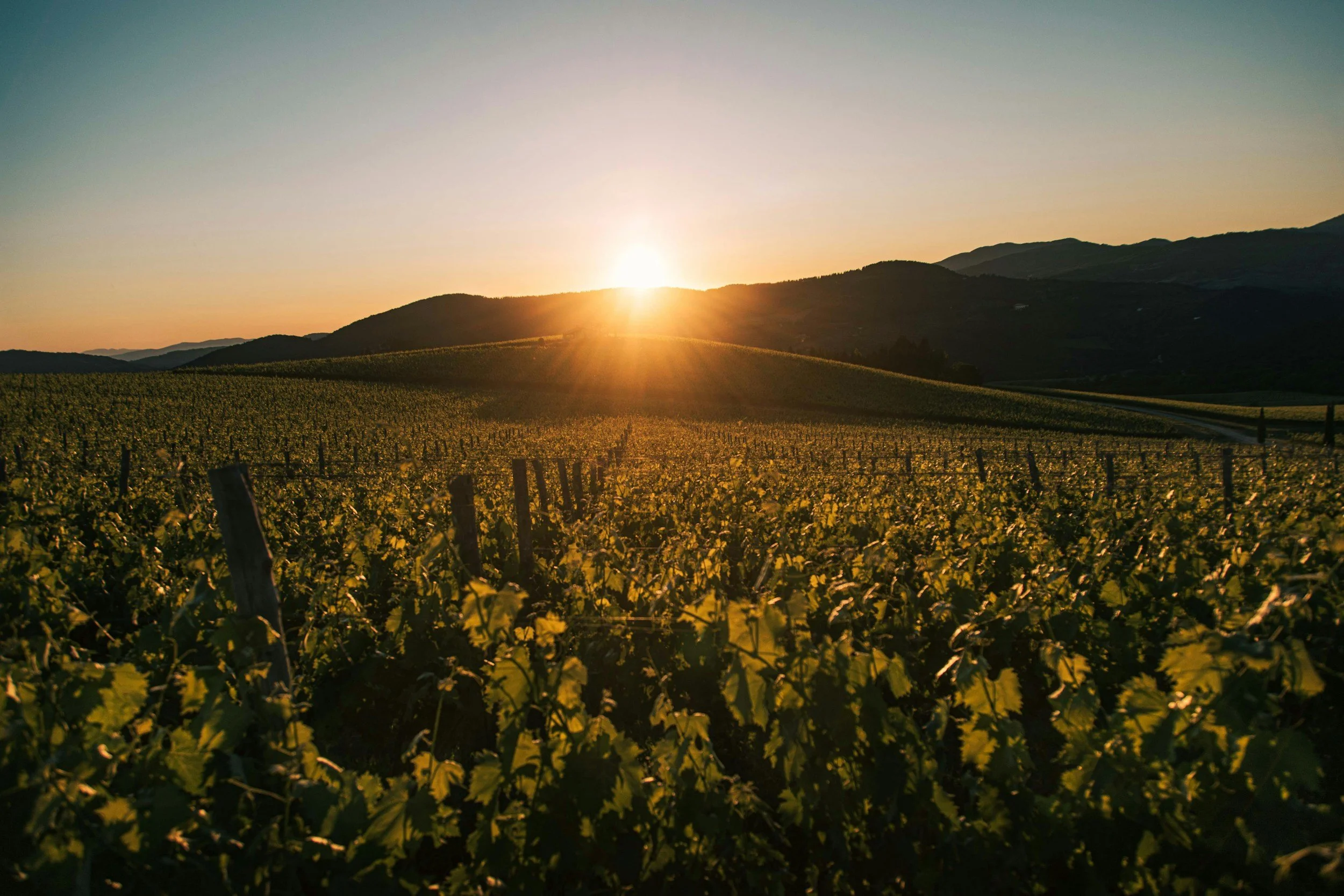 Vineyard in Tuscany at sunset