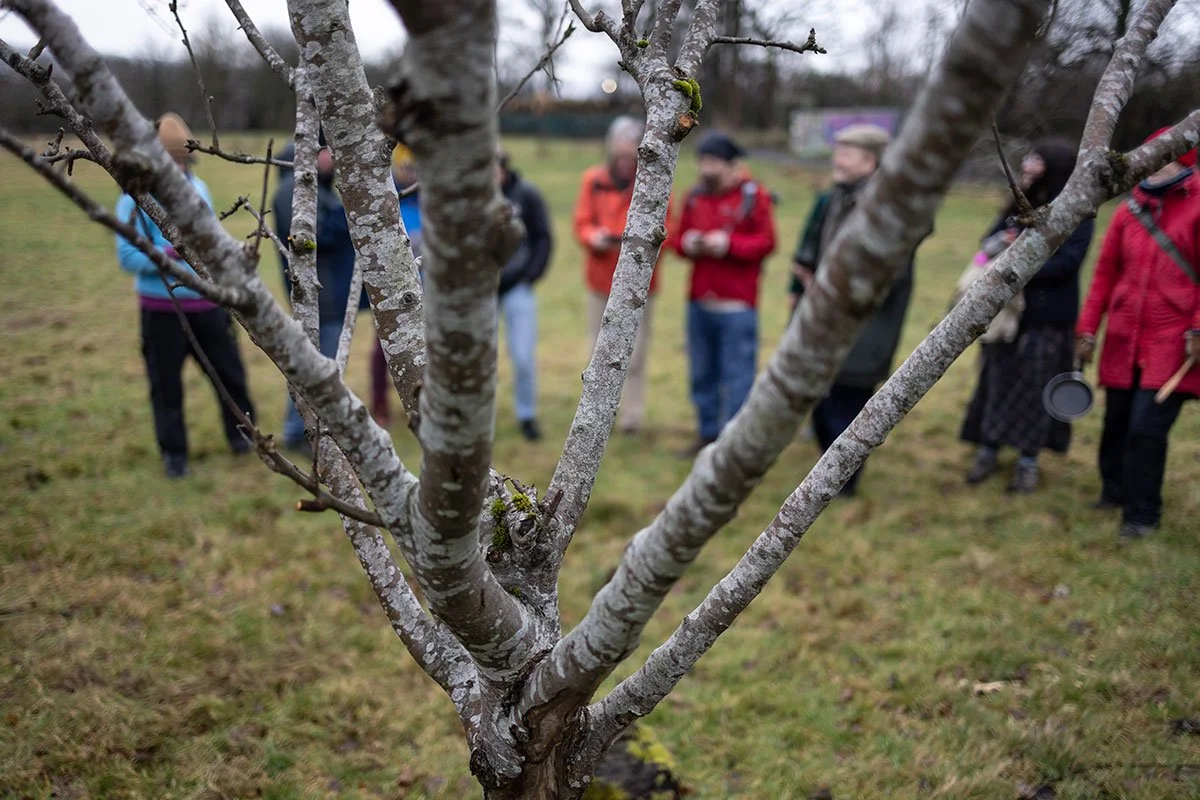 Colour photo of an apple tree, the image has shallow depth of field, and behind the tree are pictured some men, they are slightly out of focus,.
