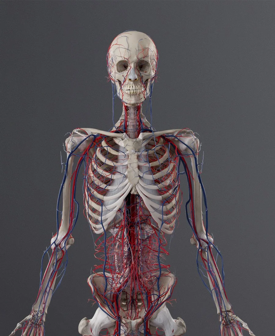 Skeletal & Cardiovascular Systems