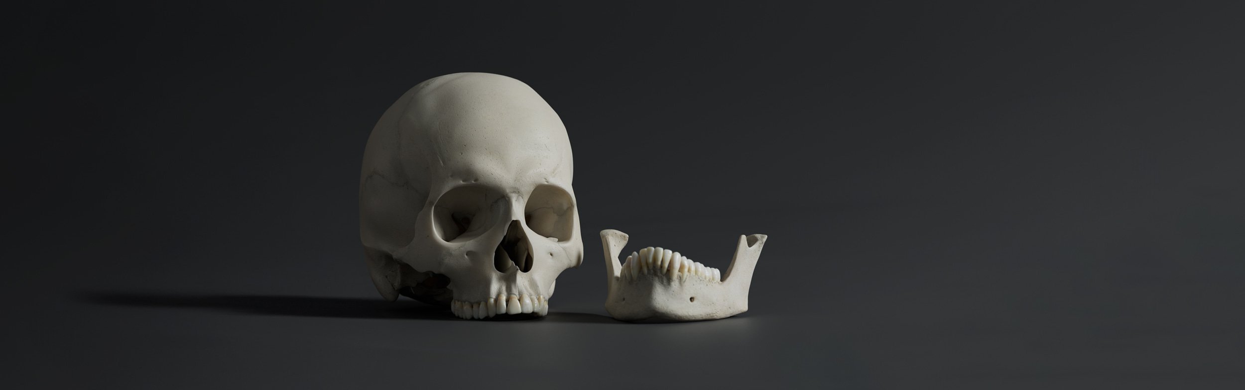 Atomedge Cranium and Mandible on dark grey background