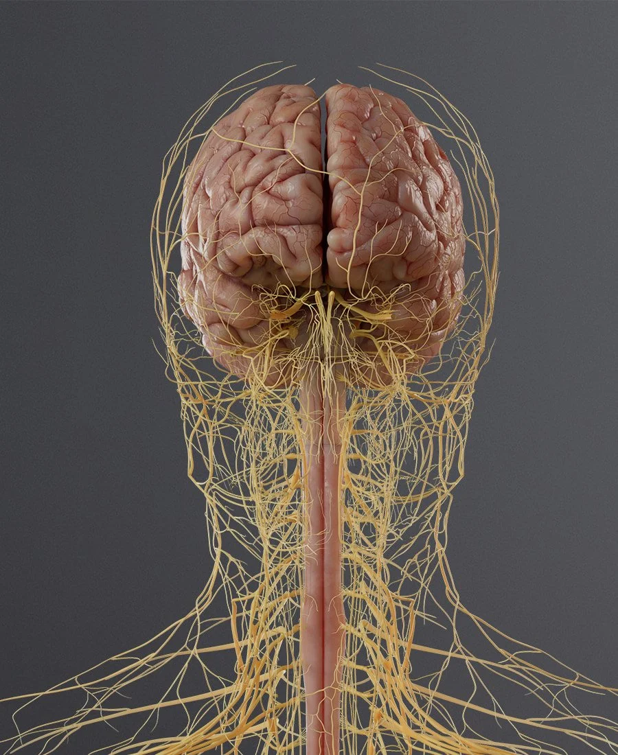 Nervous System with Brain