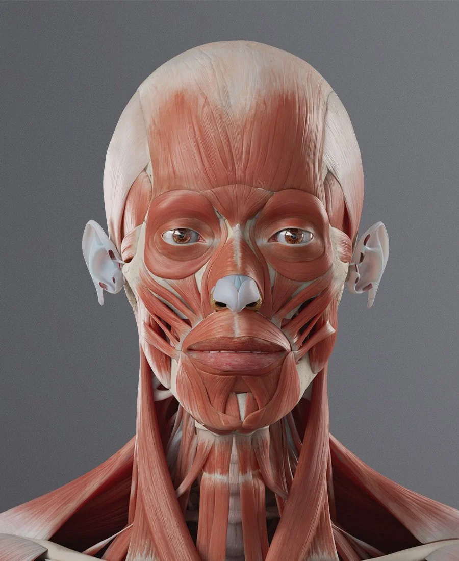 Male Muscular System Head