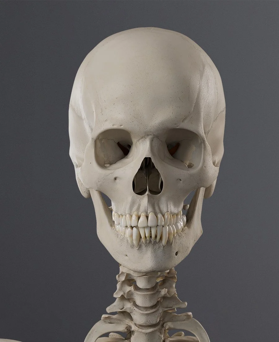 Skeletal System Skull