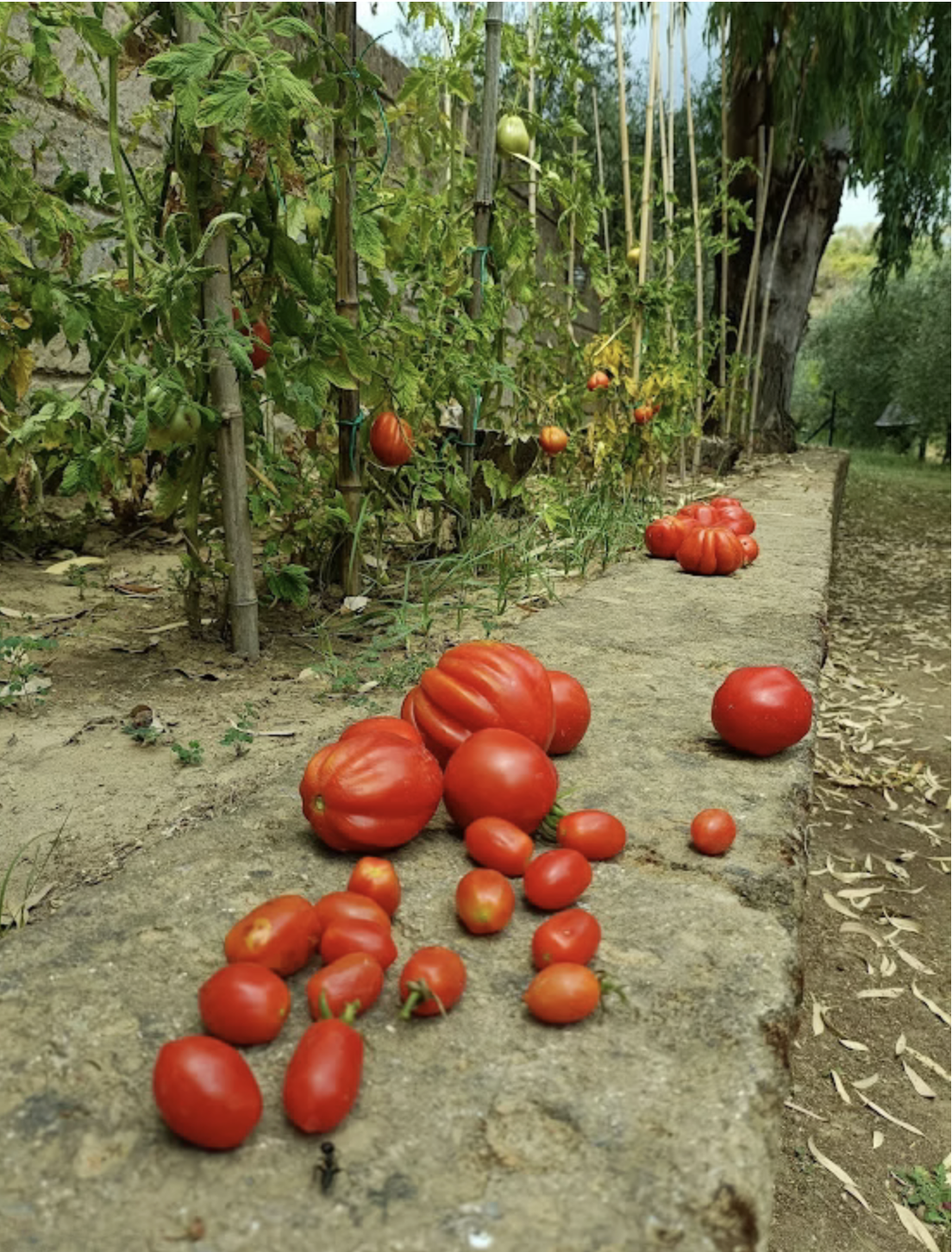 Screenshot 2026-03-25 at 12.27.29.png