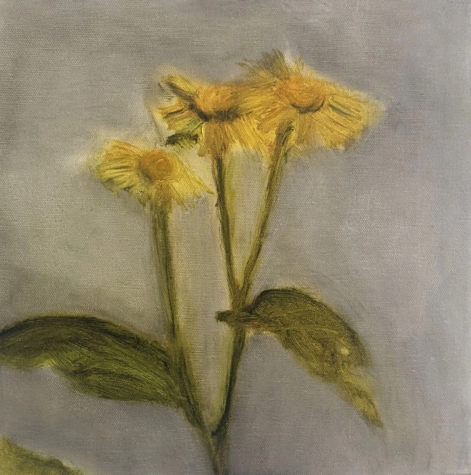 Tusindstråle (2024)
30 x 30 cm
Oil on canvas