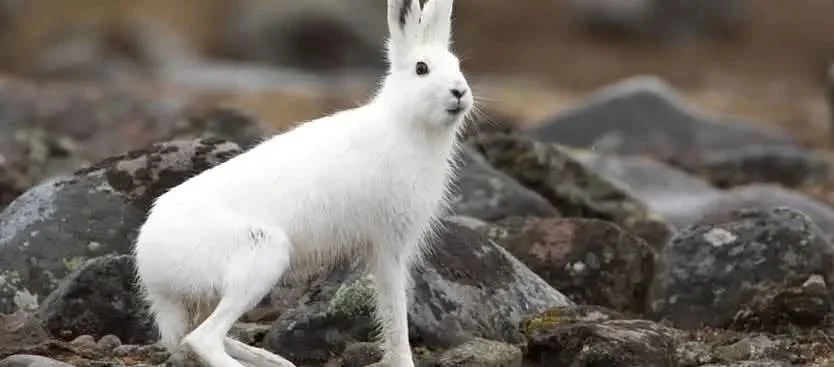 Mountain Hare Falconry - Application Process now Open