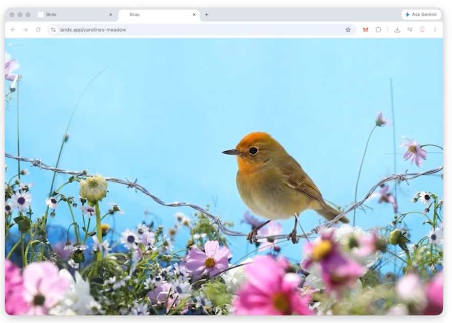 Birds