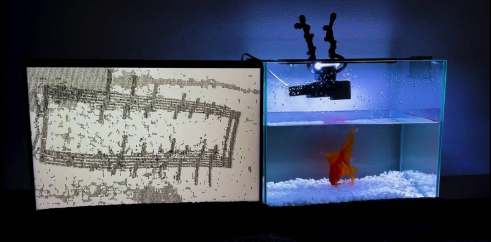Aquatic Score for a Performing Goldfish