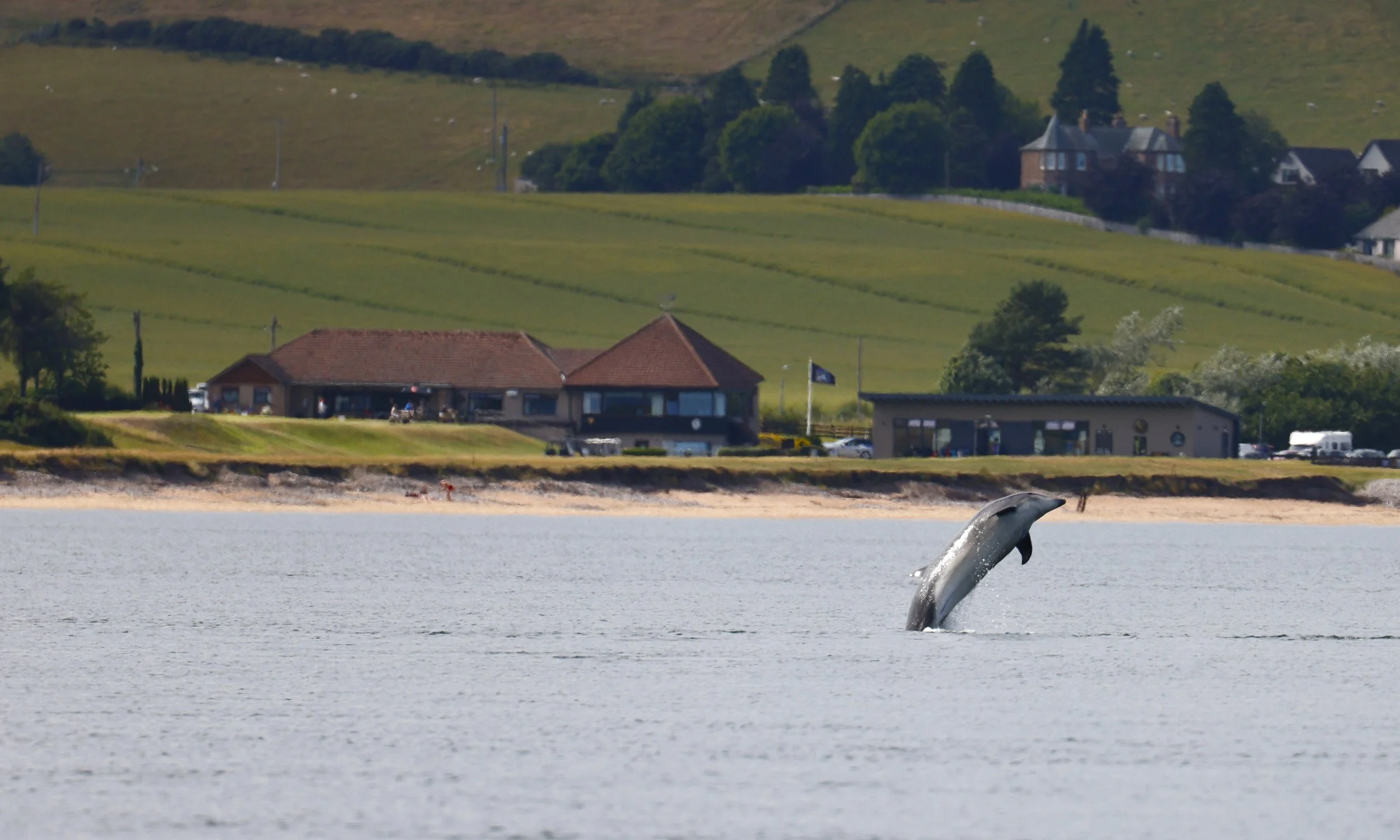 Fortrose & Rosemarkie Golf Links - Bottlenose Dolphin Image.jpg