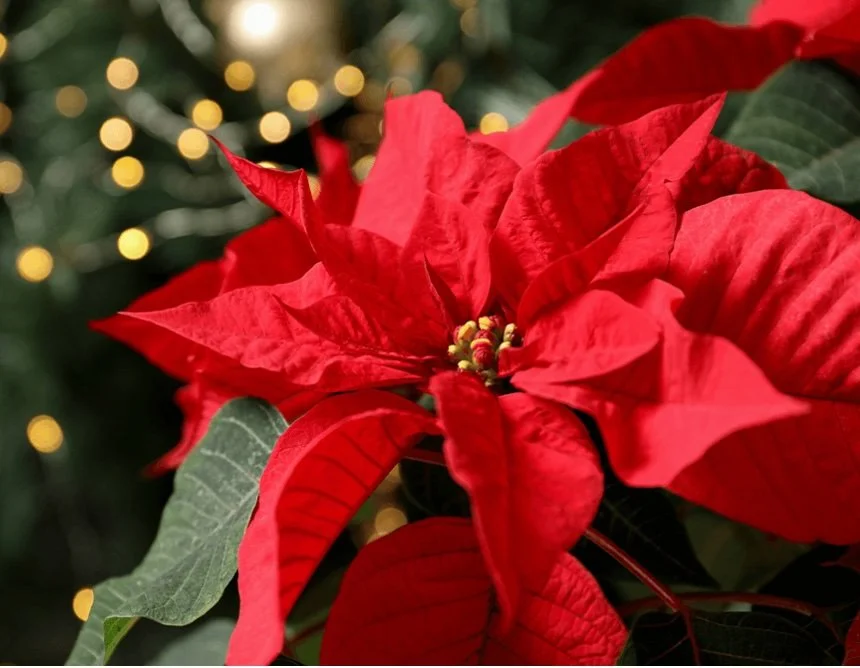 Poinsettia Fundraiser Pick Up
