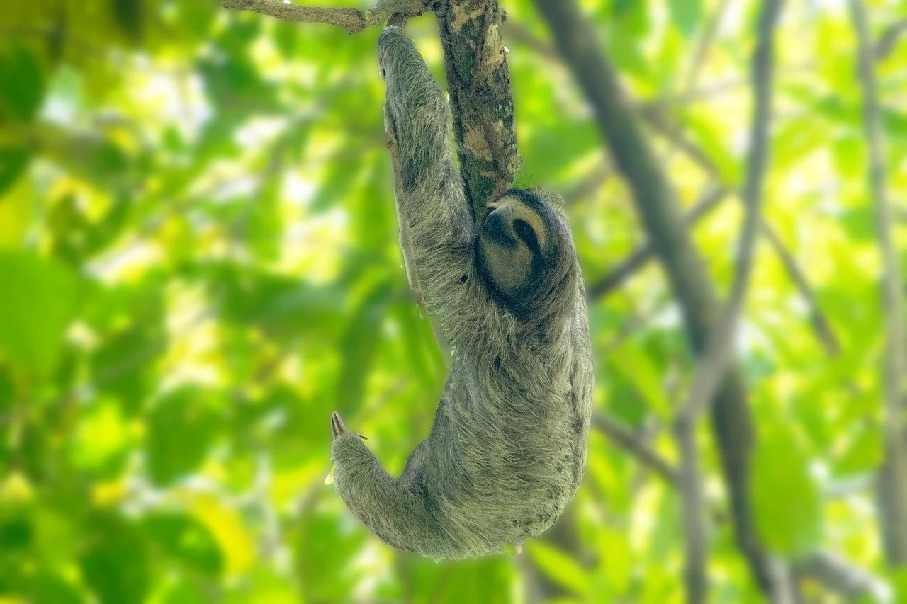 Brown-throated Three-toed Sloth