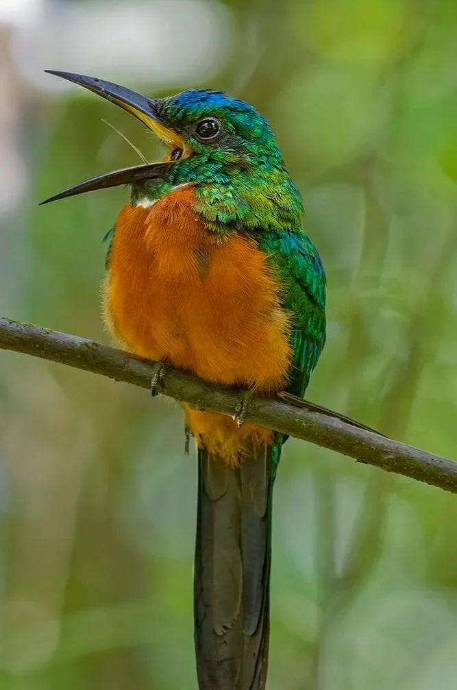 Great Jacamar