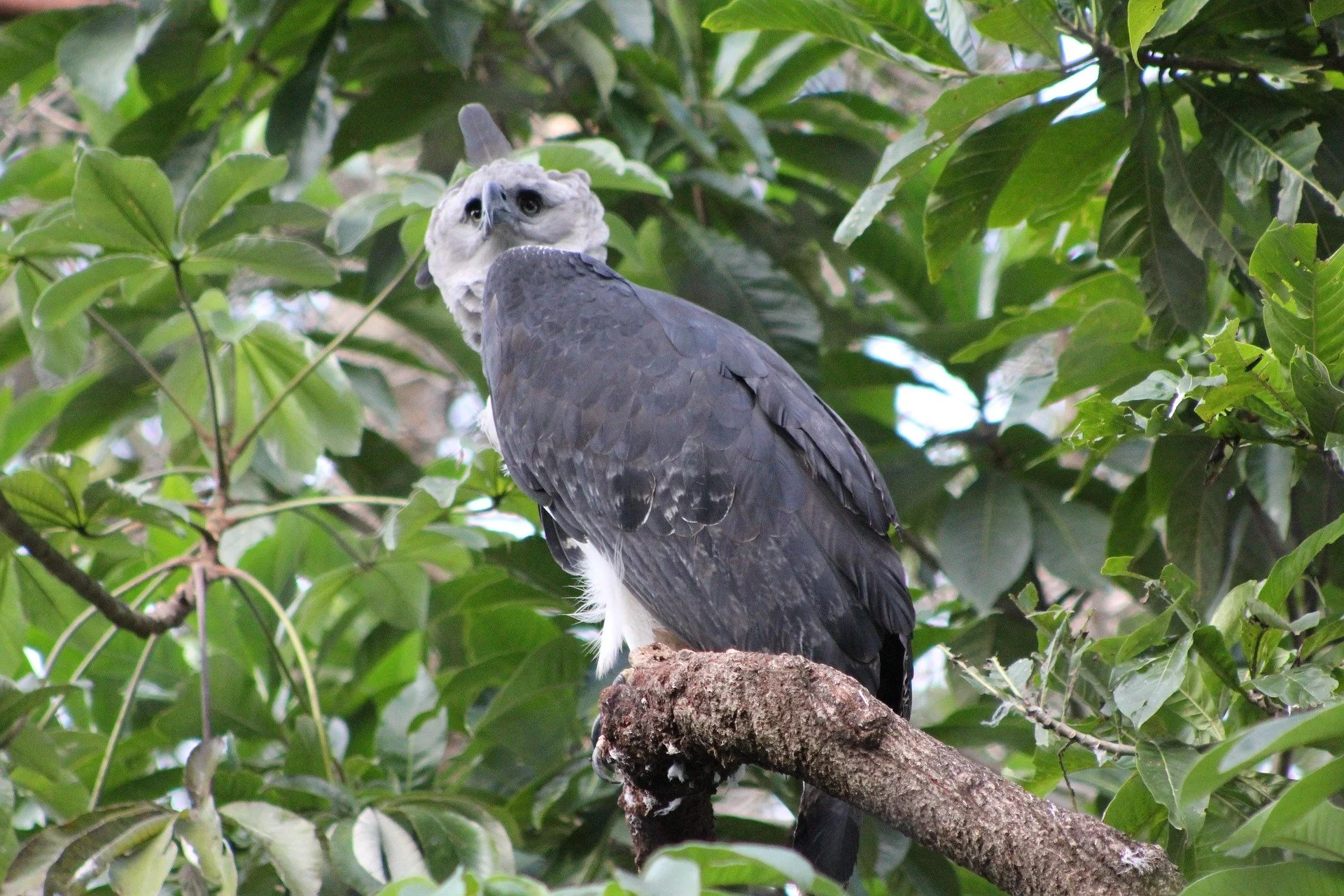 Large eagle perched on branch