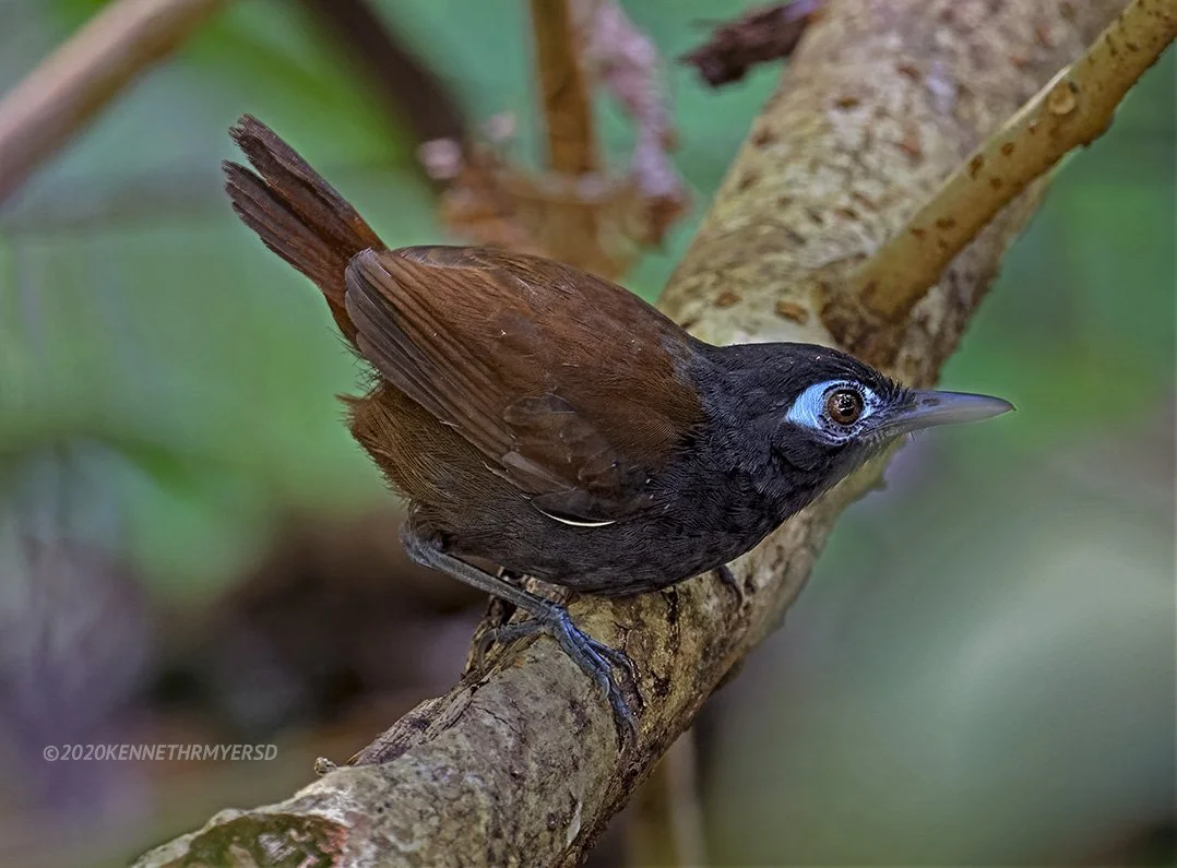 Chestnut-backed Antbird