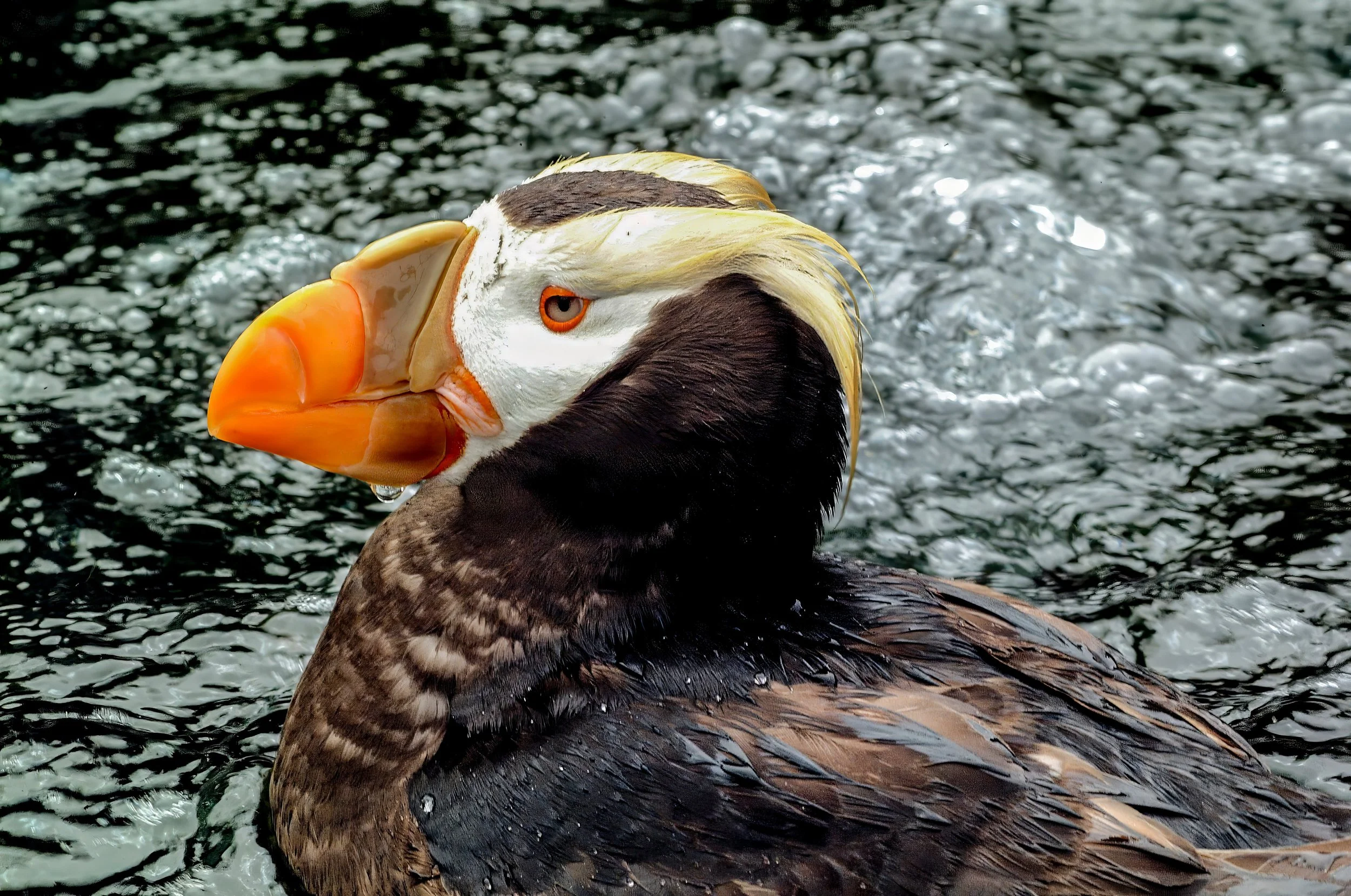 tufted-puffin-9313315 (1).jpg