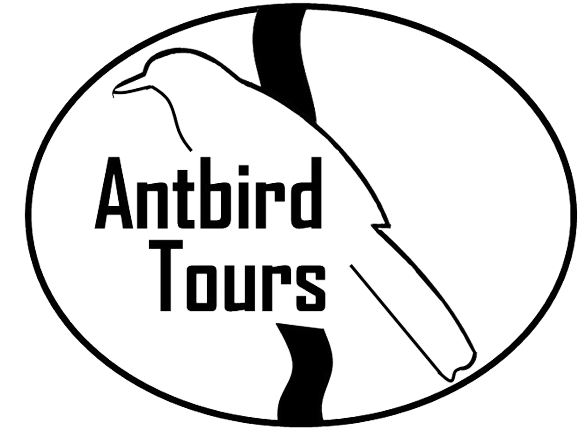 Antbird Tours