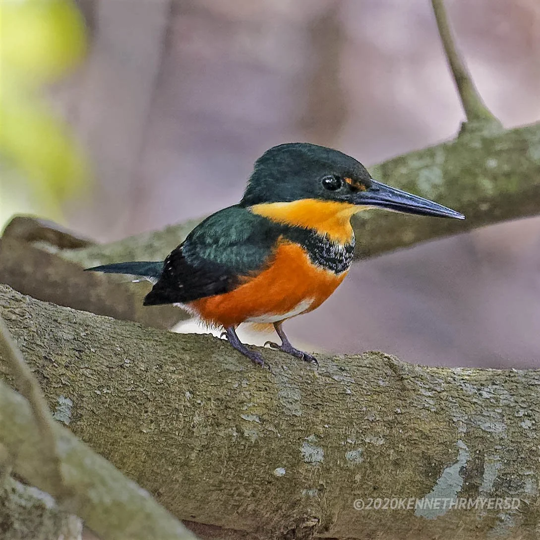 American Pygmy Kingfisher