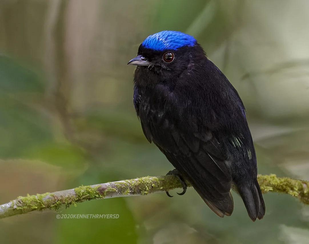Velvety Manakin