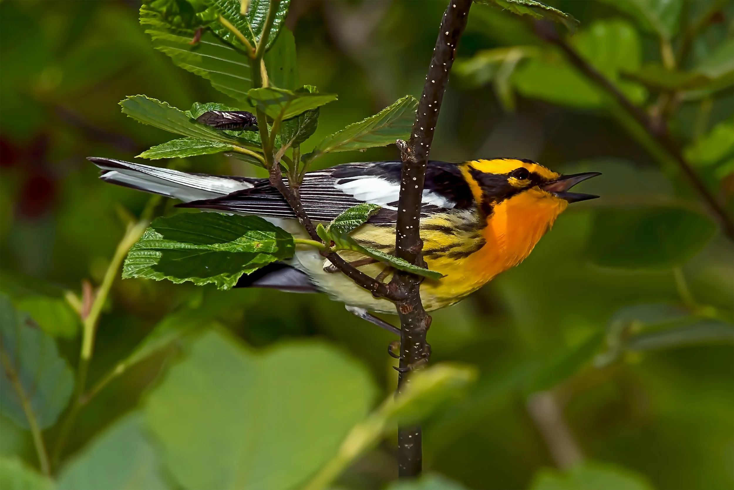 canadian-nature-visions-blackburnian-warbler-7105855.jpg
